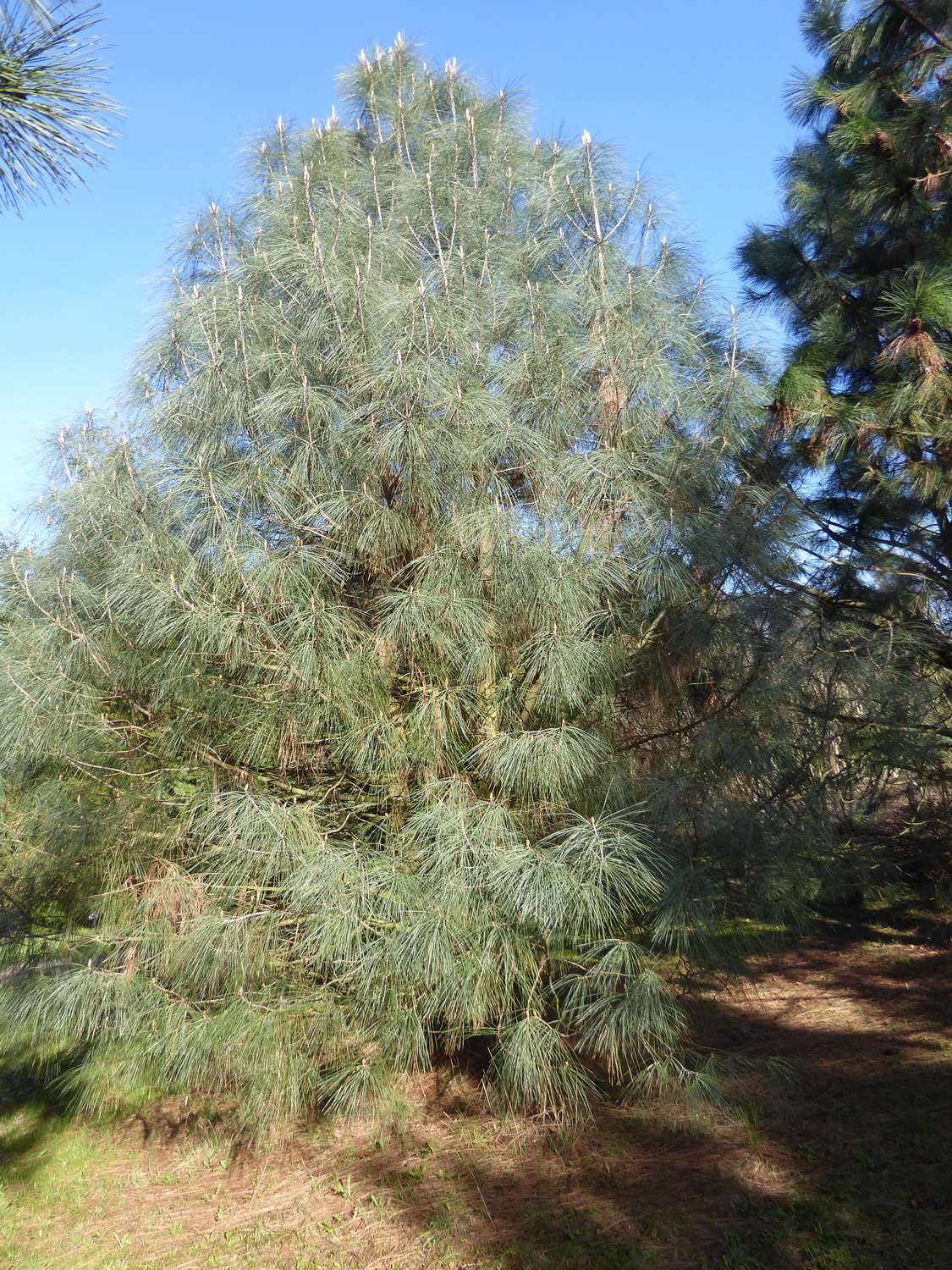 Pinus sabiniana