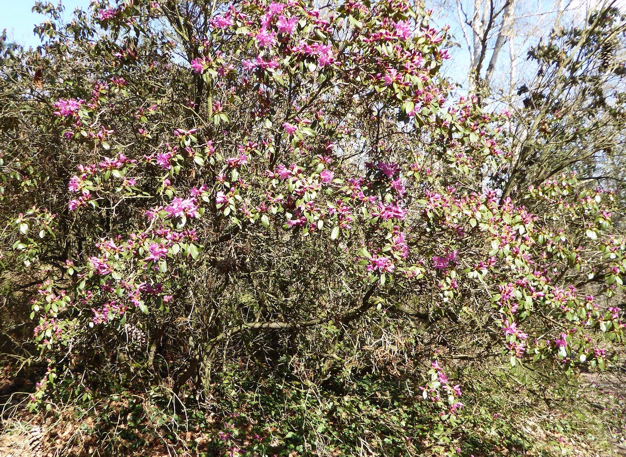 concinnum Rhododendron