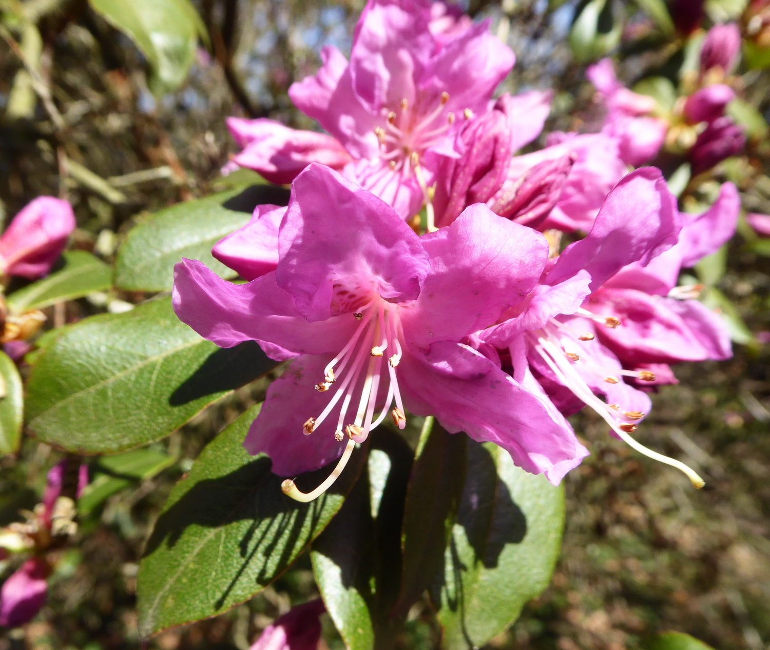 Rhododendron concinnum - Tharandt - April 2022