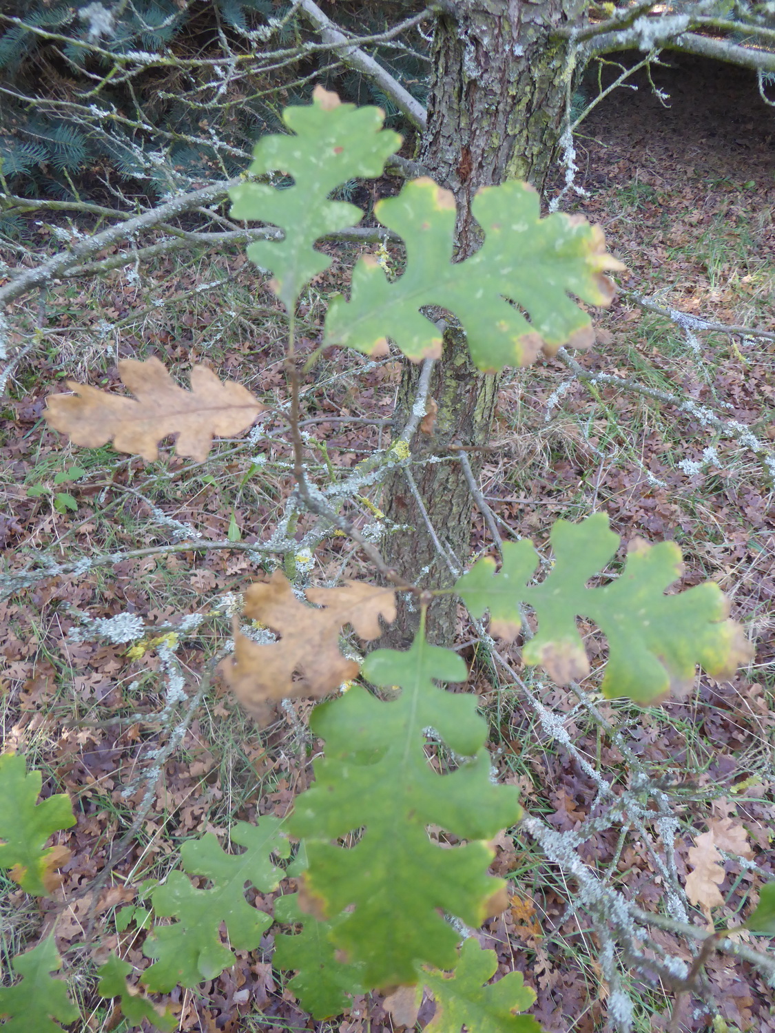 Quercus lobata - Tharandt - November 2022