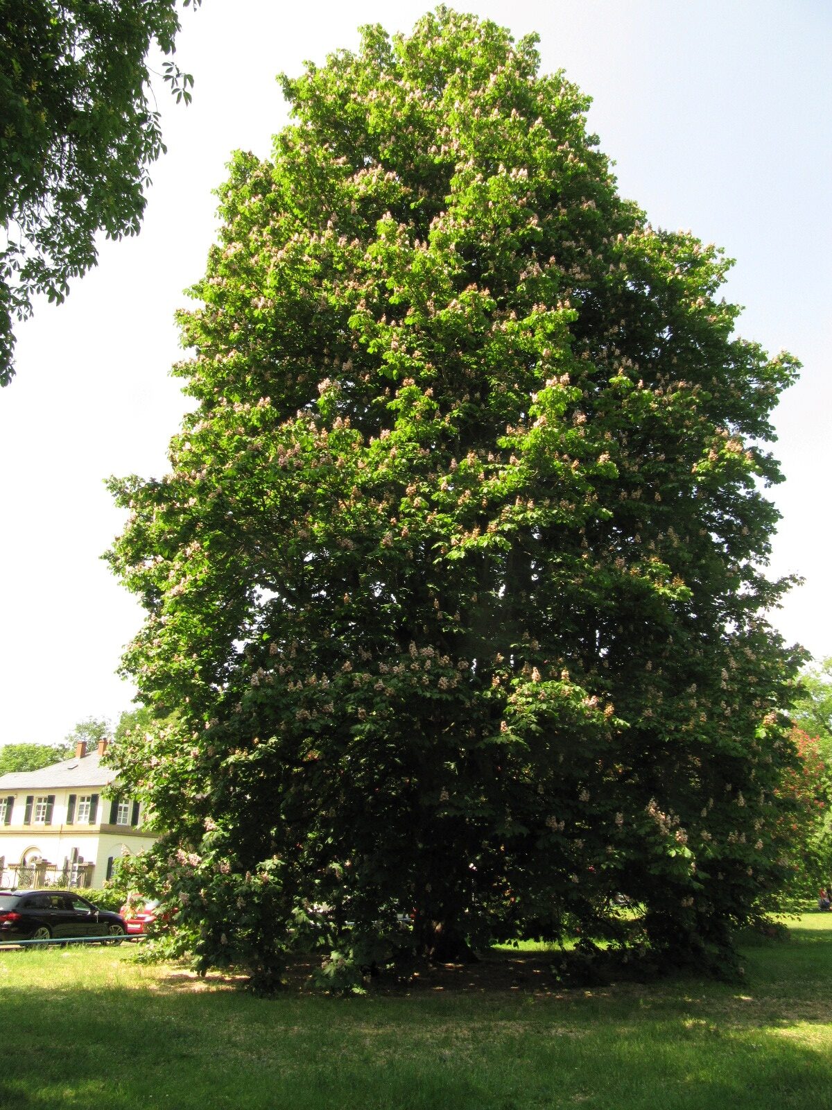 Aesculus hippocastanum 'Baumannii' - Hannover-Herrenhausen - Mai 2023
