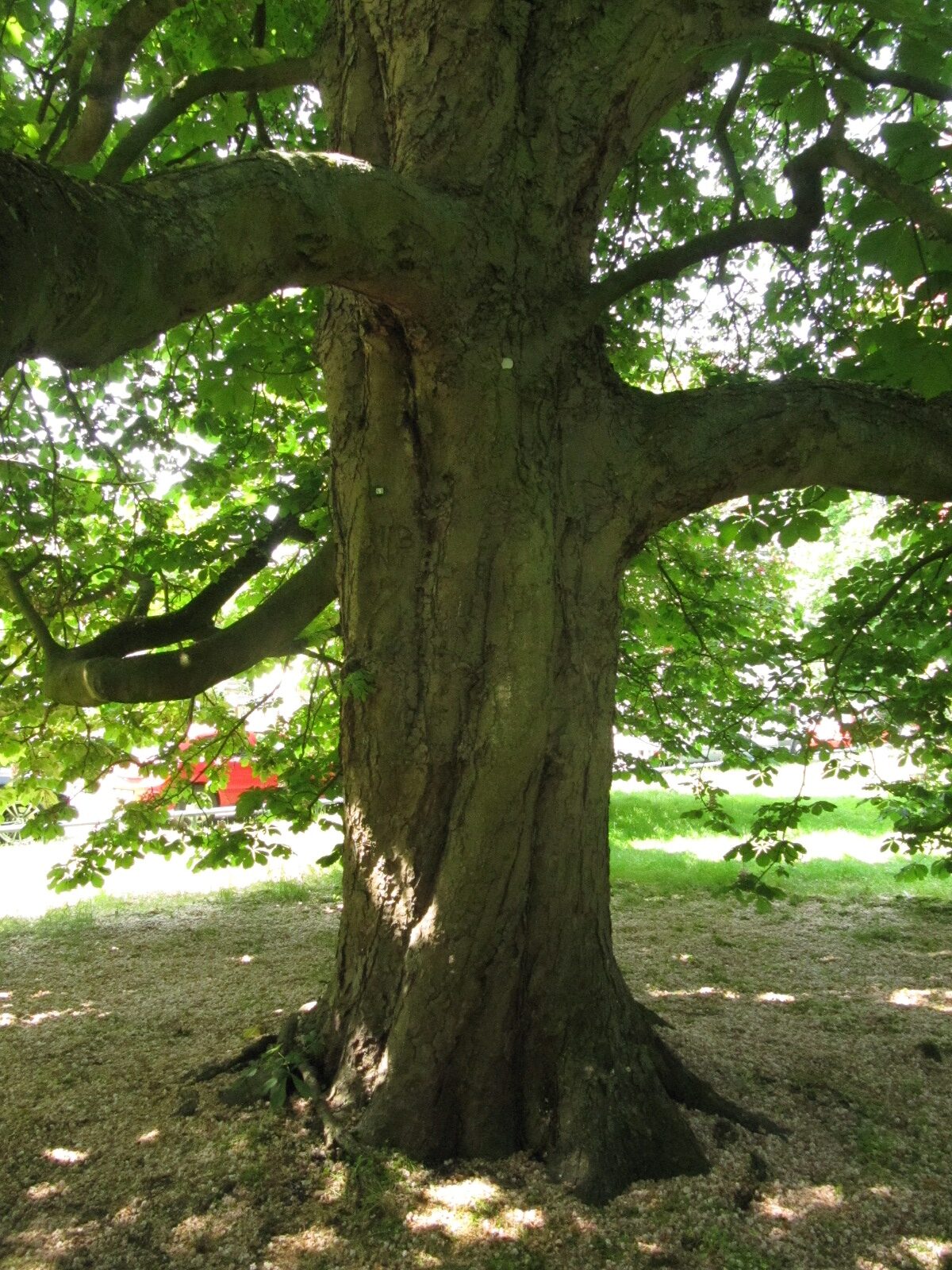 Aesculus hippocastanum 'Baumannii' - Hannover-Herrenhausen - Mai 2023