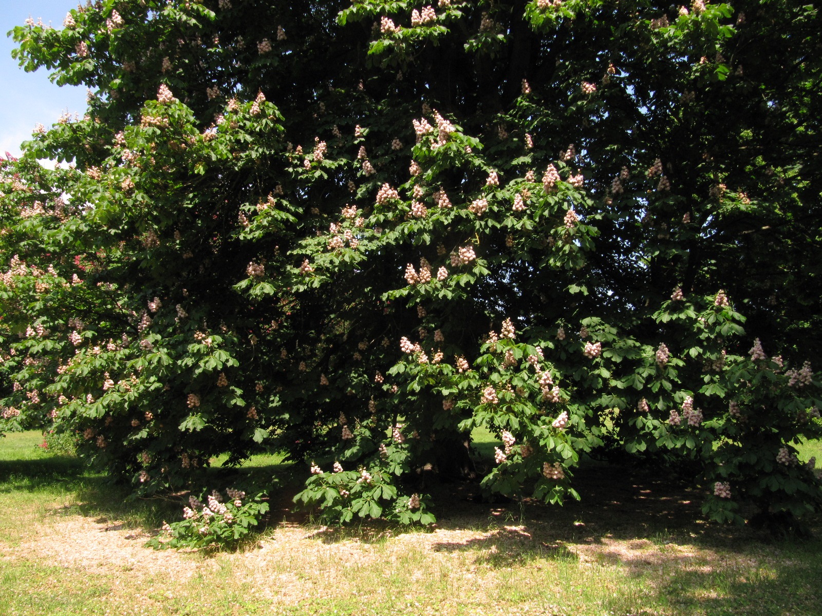 Aesculus hippocastanum 'Baumannii' - Hannover-Herrenhausen - Mai 2023