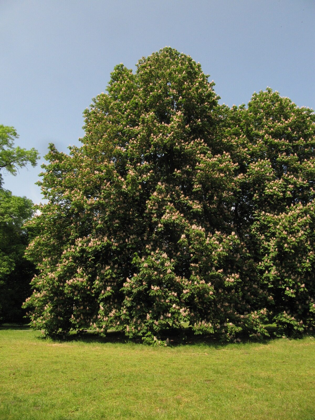 'Baumannii' Aesculus hippocastanum