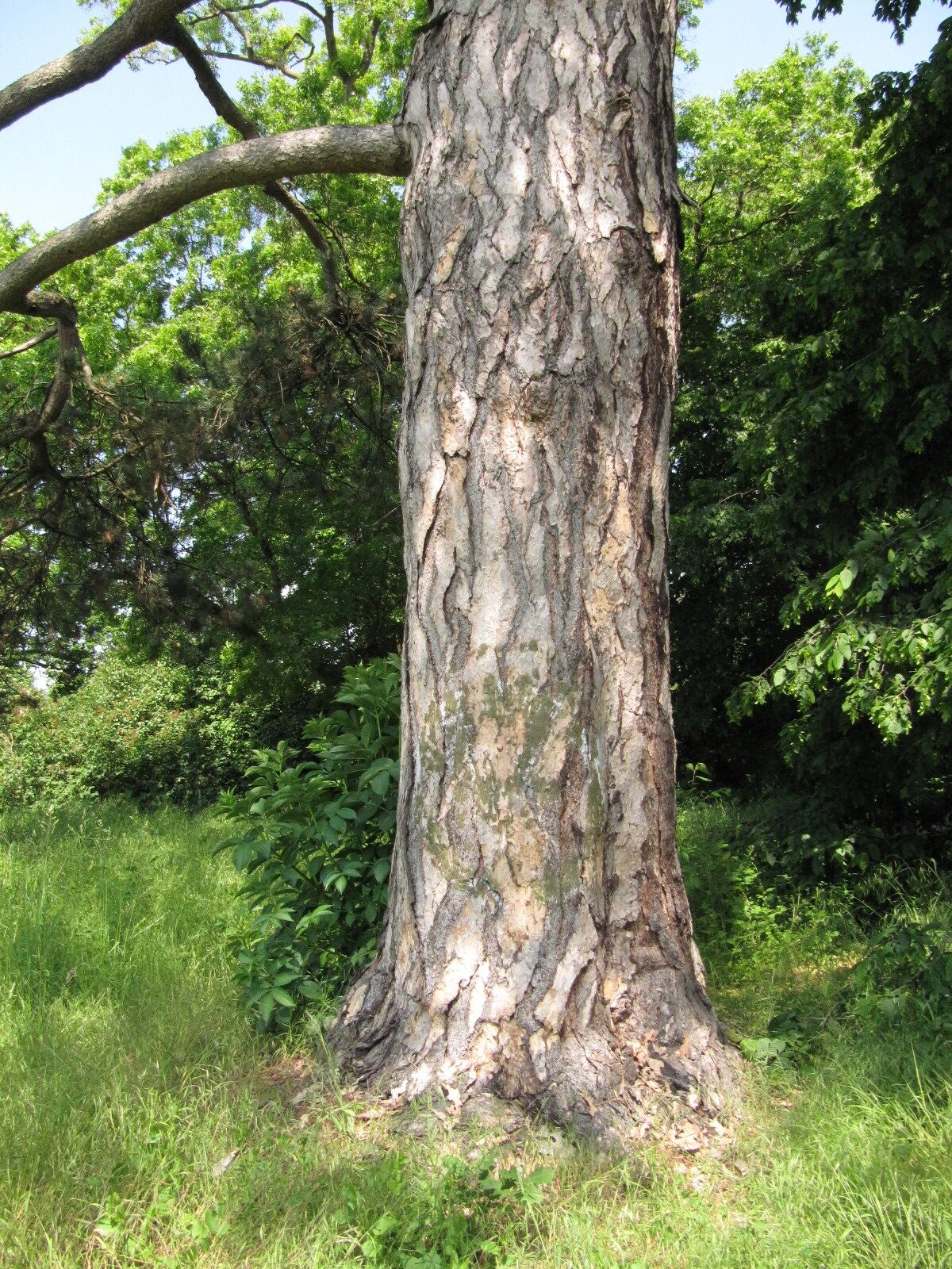 Pinus nigra - Hannover-Herrenhausen - Mai 2023