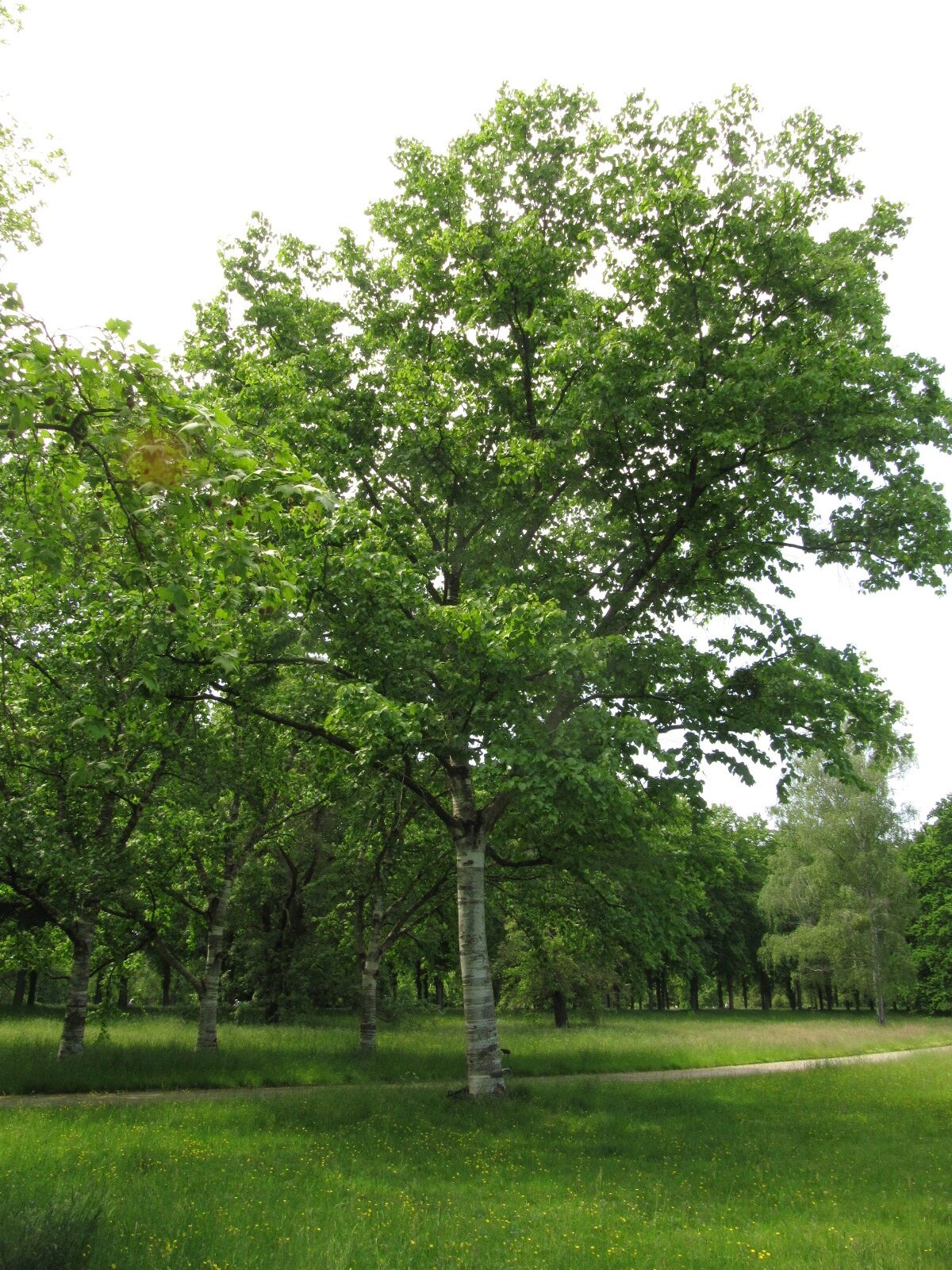 Betula maximowicziana