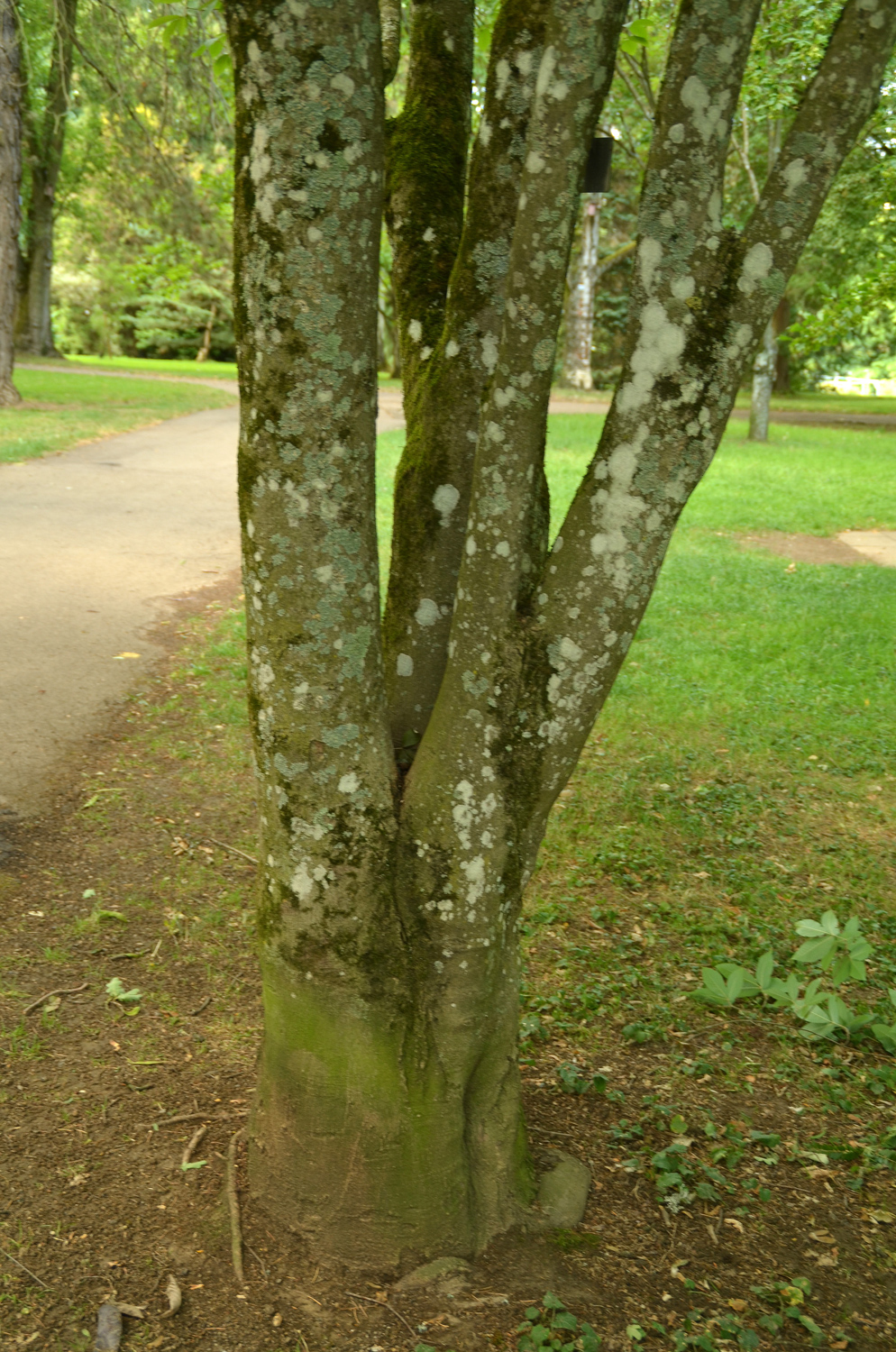 Acer maximowiczianum - Stuttgart-Hohenheim - Juli 2023