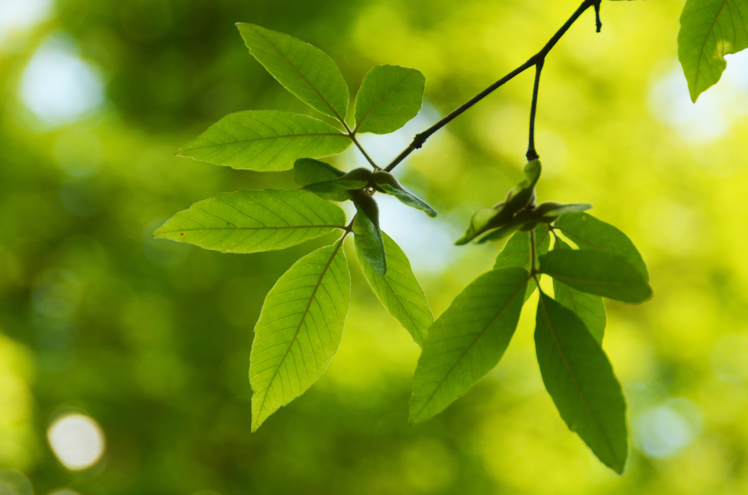 Acer maximowiczianum - Stuttgart-Hohenheim - Juli 2023