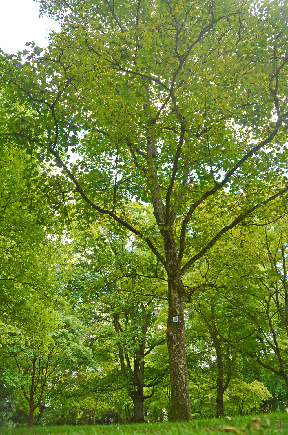 'Reitenbachii' Acer platanoides
