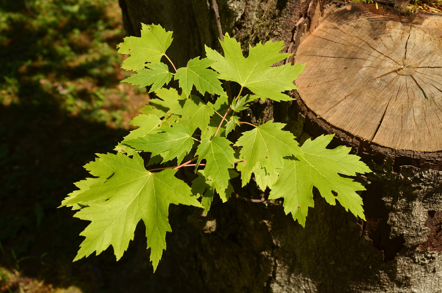 Acer saccharinum 'Pyramidale' - Stuttgart-Hohenheim - Juli 2023