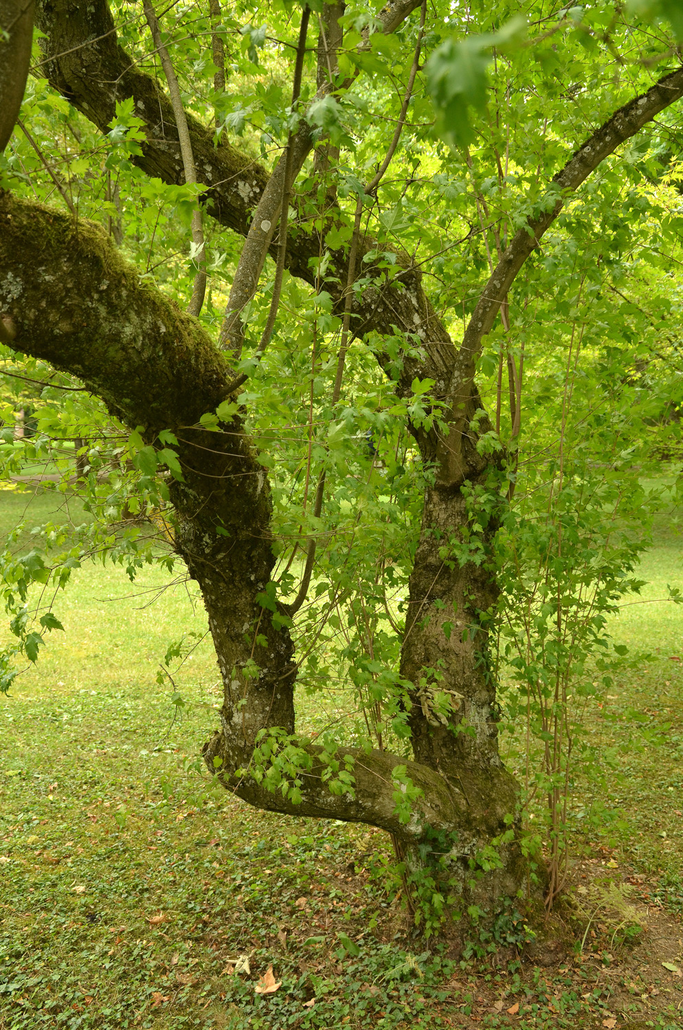 Acer tataricum subsp. ginnala - Stuttgart-Hohenheim - Juli 2023