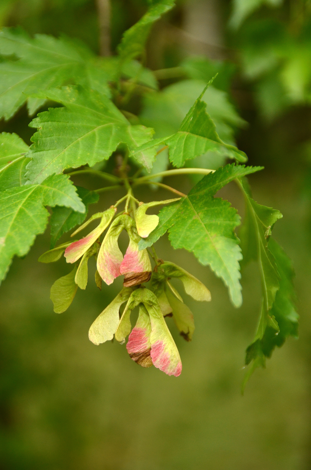 Acer tataricum subsp. ginnala - Stuttgart-Hohenheim - Juli 2023