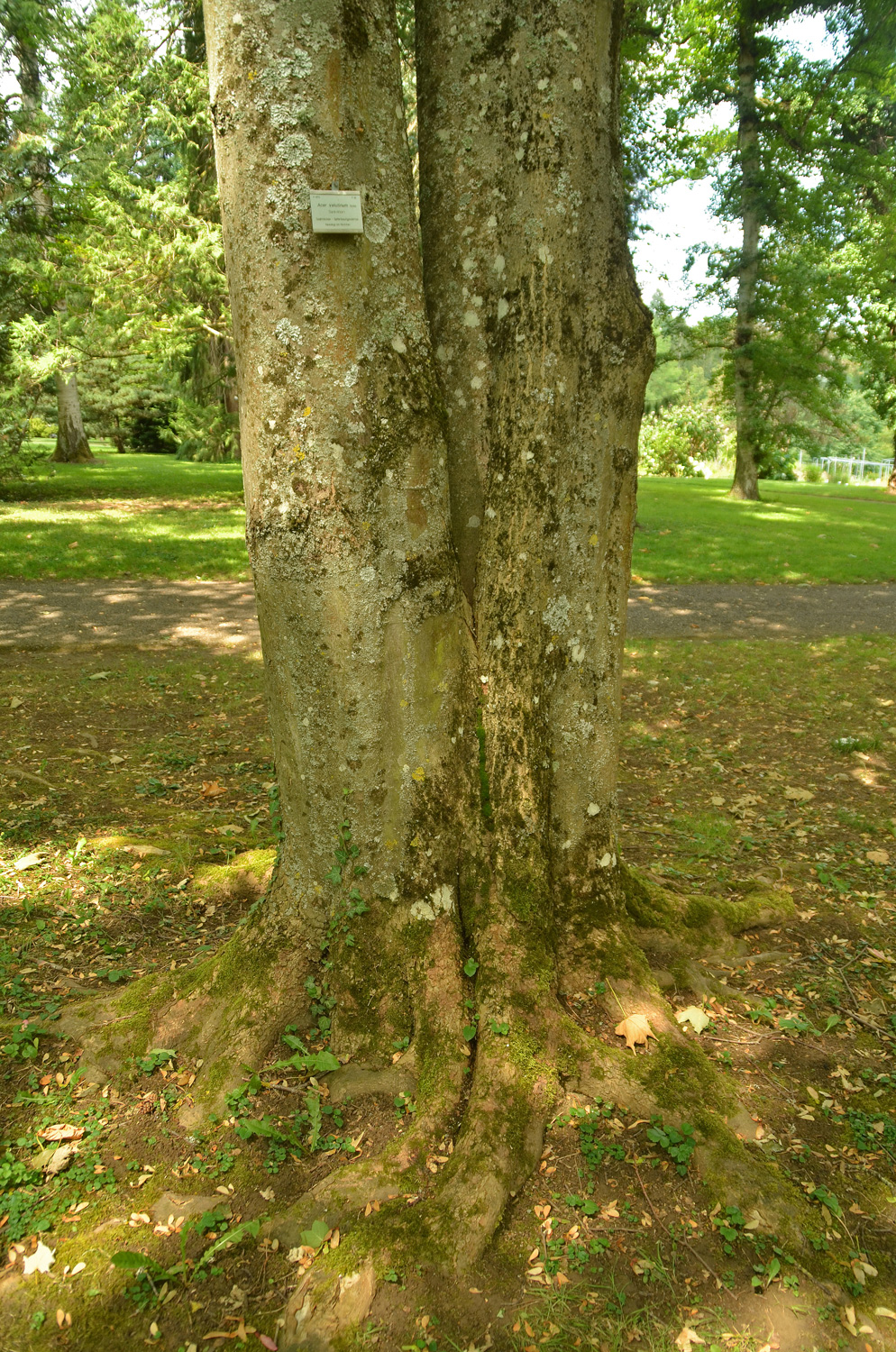 Acer velutinum - Stuttgart-Hohenheim - Juli 2023
