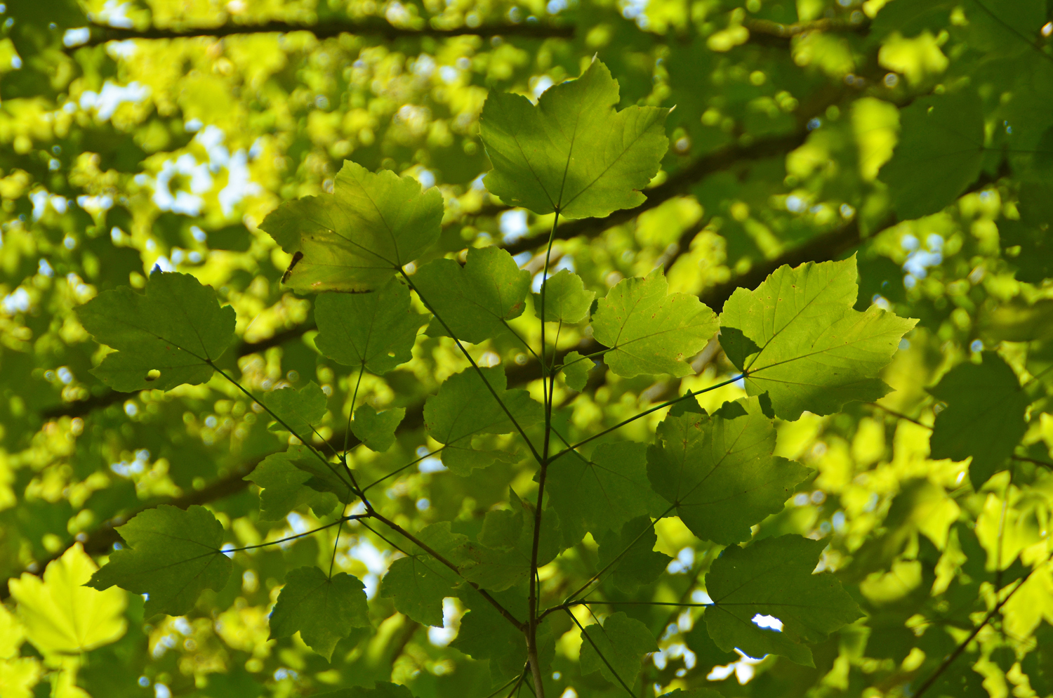 Acer velutinum - Stuttgart-Hohenheim - Juli 2023