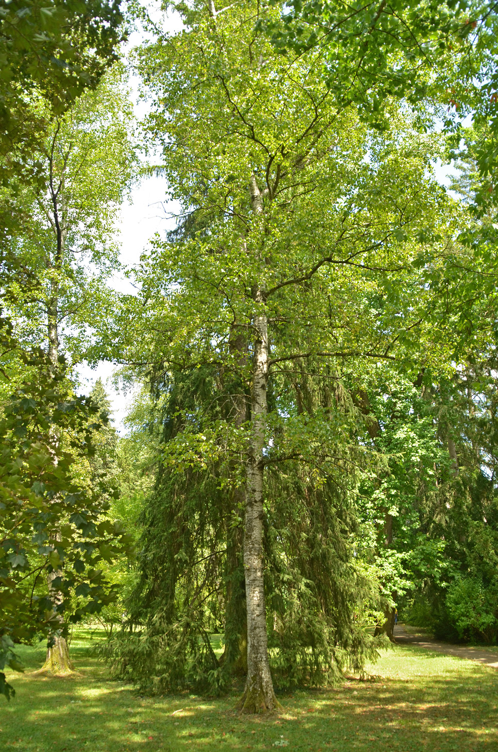 Betula dahurica
