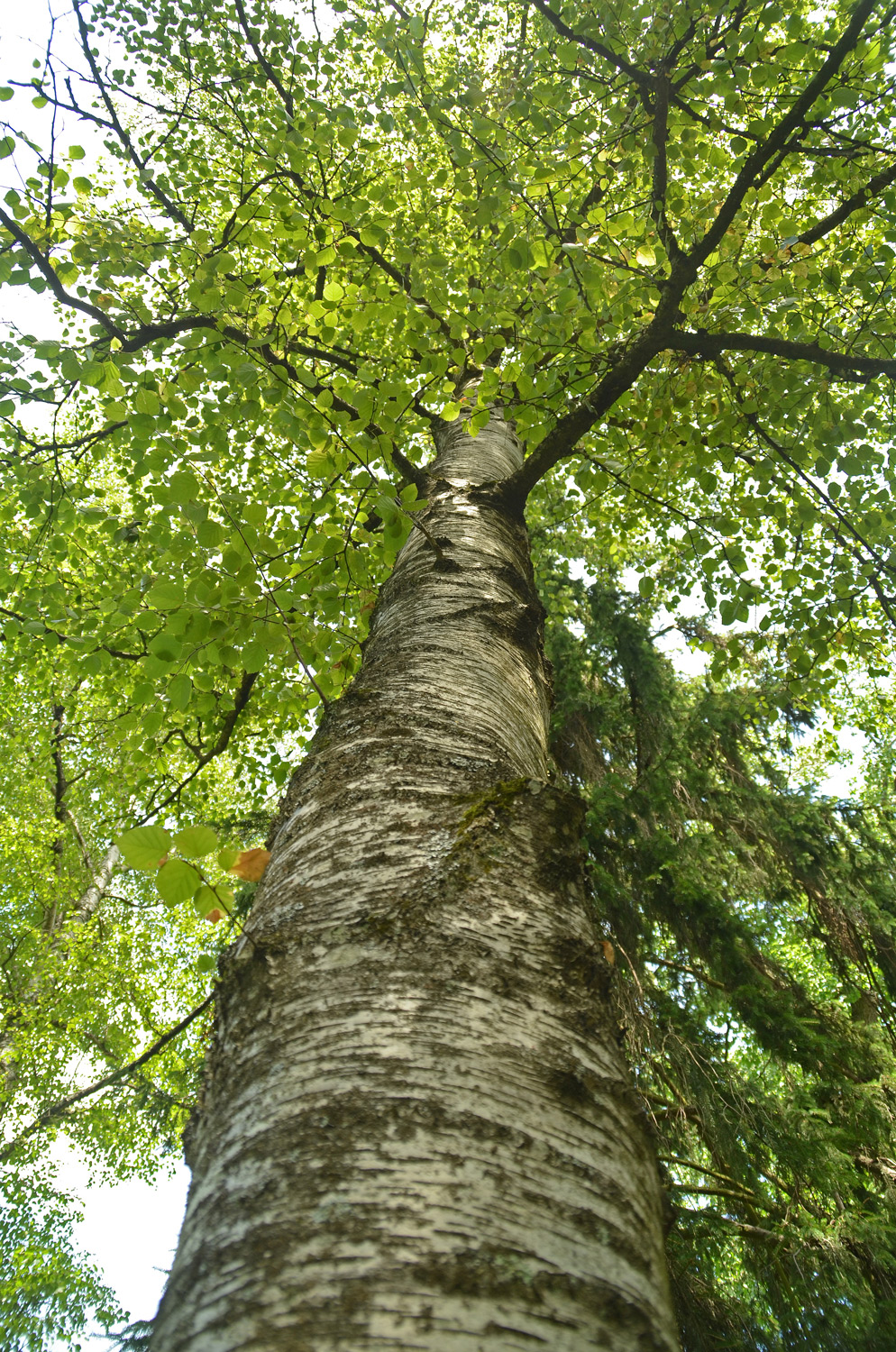 Betula dahurica - Stuttgart-Hohenheim - Juli 2023