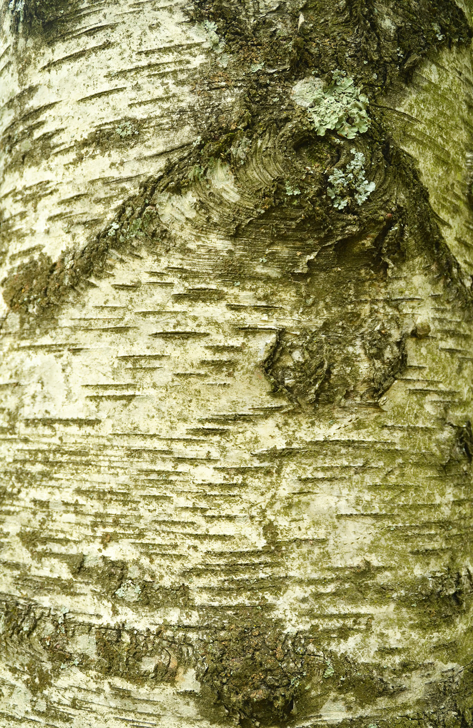 Betula dahurica - Stuttgart-Hohenheim - Juli 2023