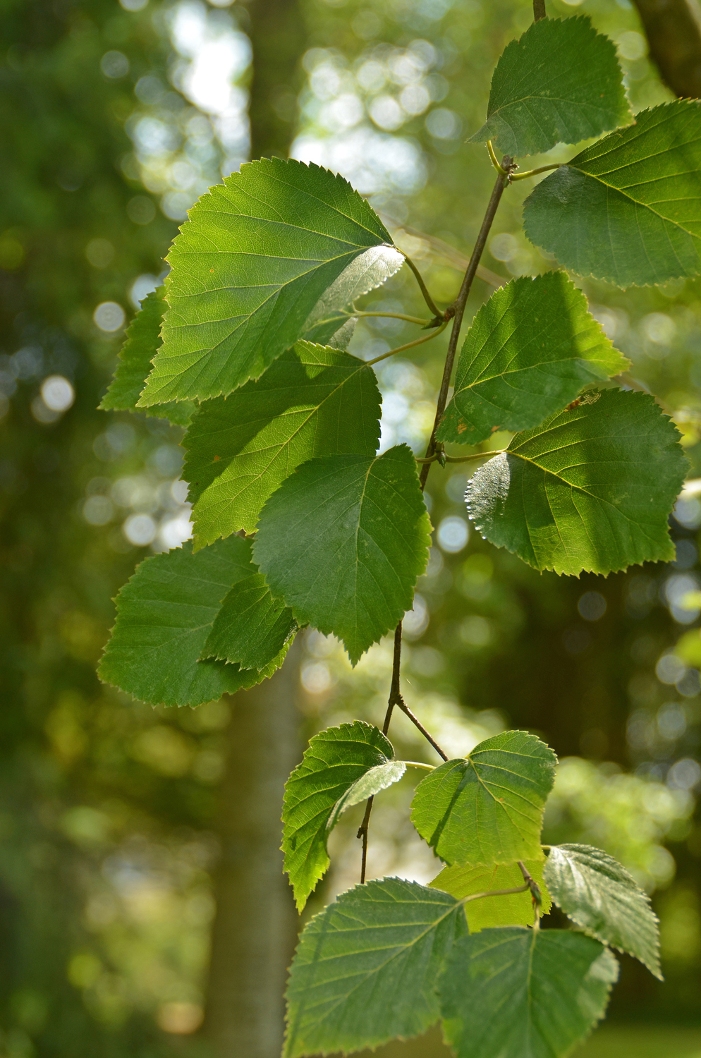 Betula pubescens - Stuttgart-Hohenheim - Juli 2023
