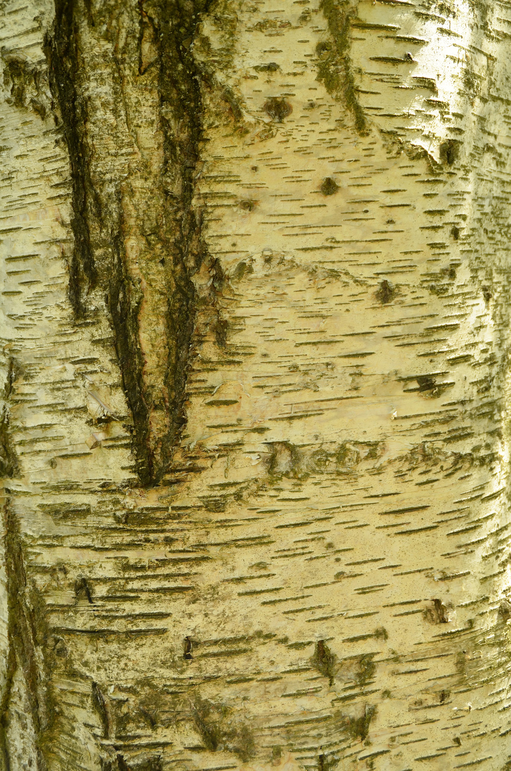 Betula pubescens - Stuttgart-Hohenheim - Juli 2023