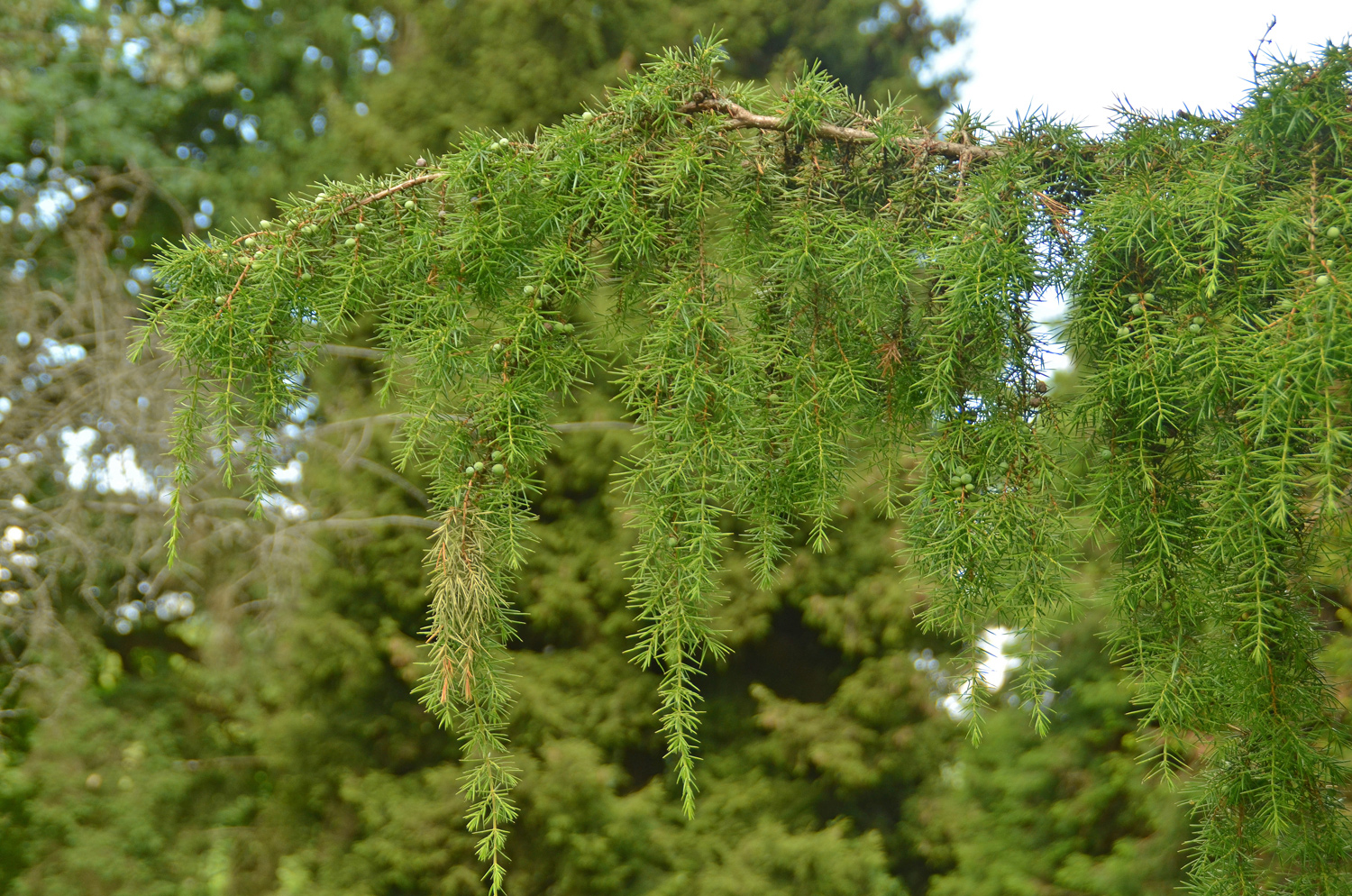 Juniperus communis 'Oblonga Pendula' - Stuttgart-Hohenheim - Juli 2023