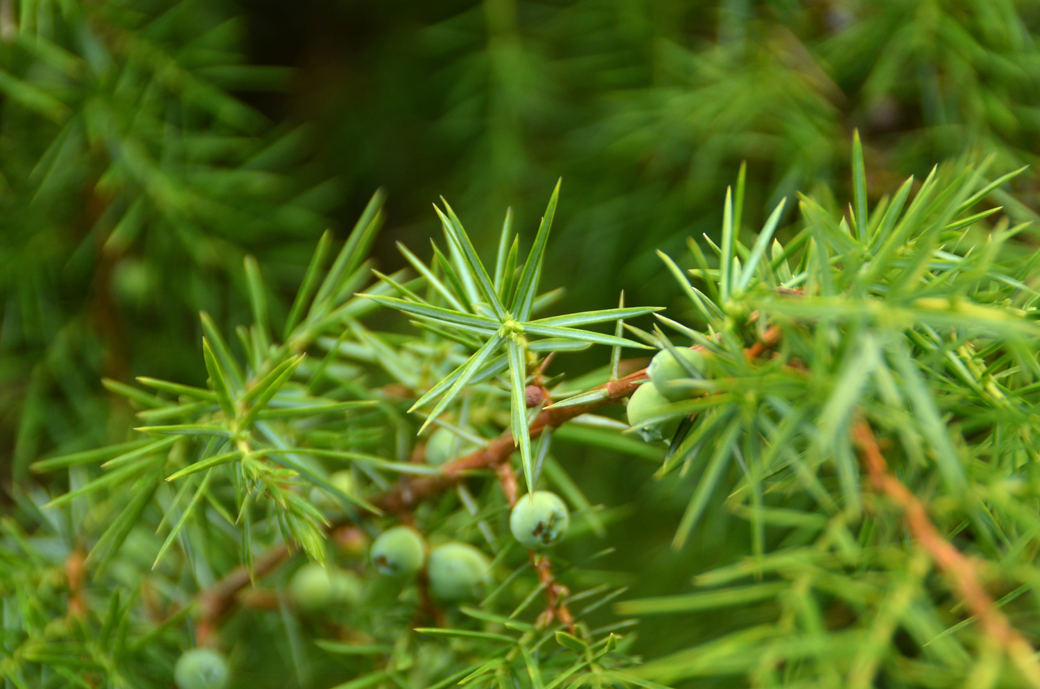 Juniperus communis 'Oblonga Pendula' - Stuttgart-Hohenheim - Juli 2023