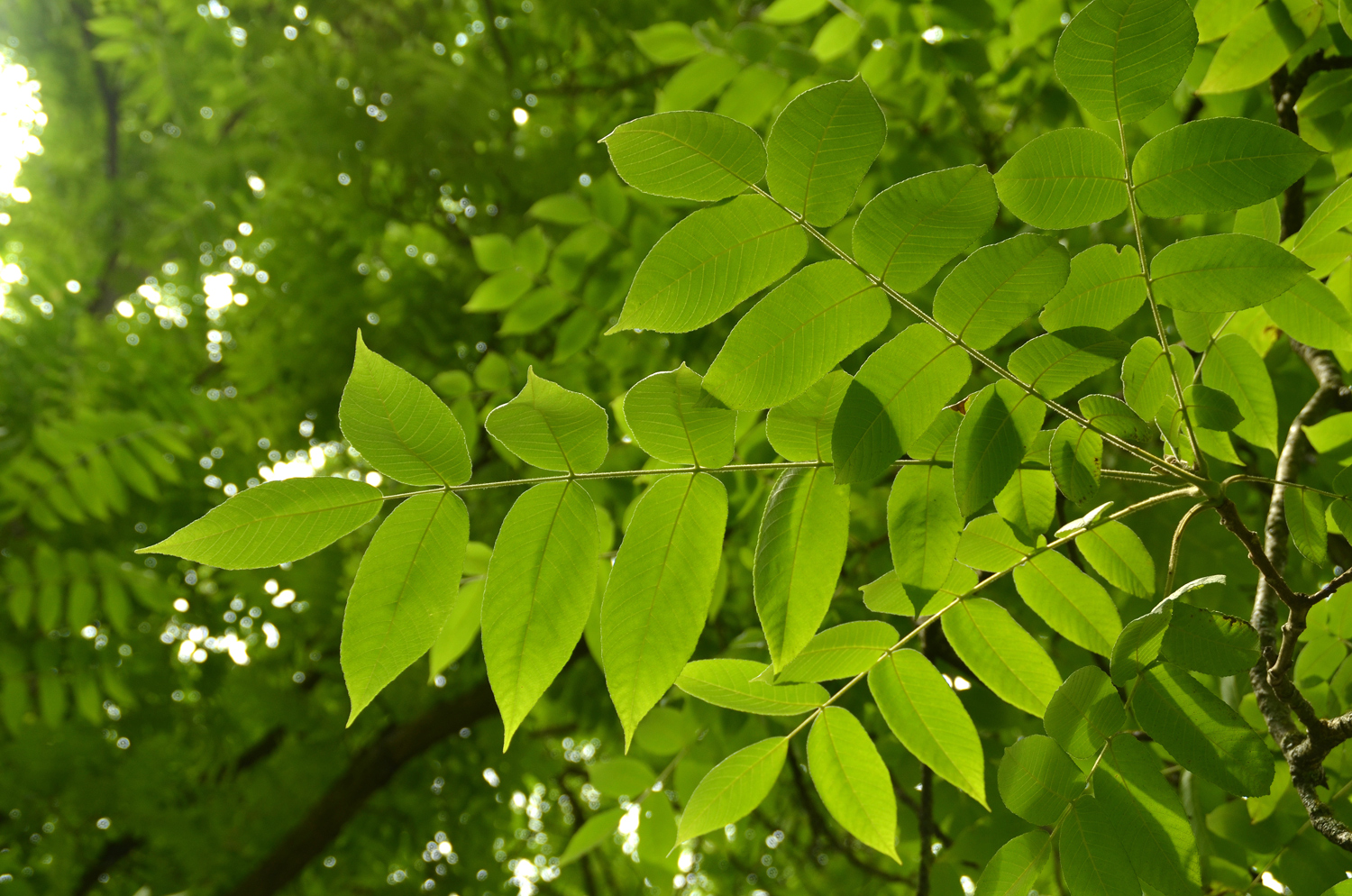 Juglans cinerea - Stuttgart-Hohenheim - Juli 2023