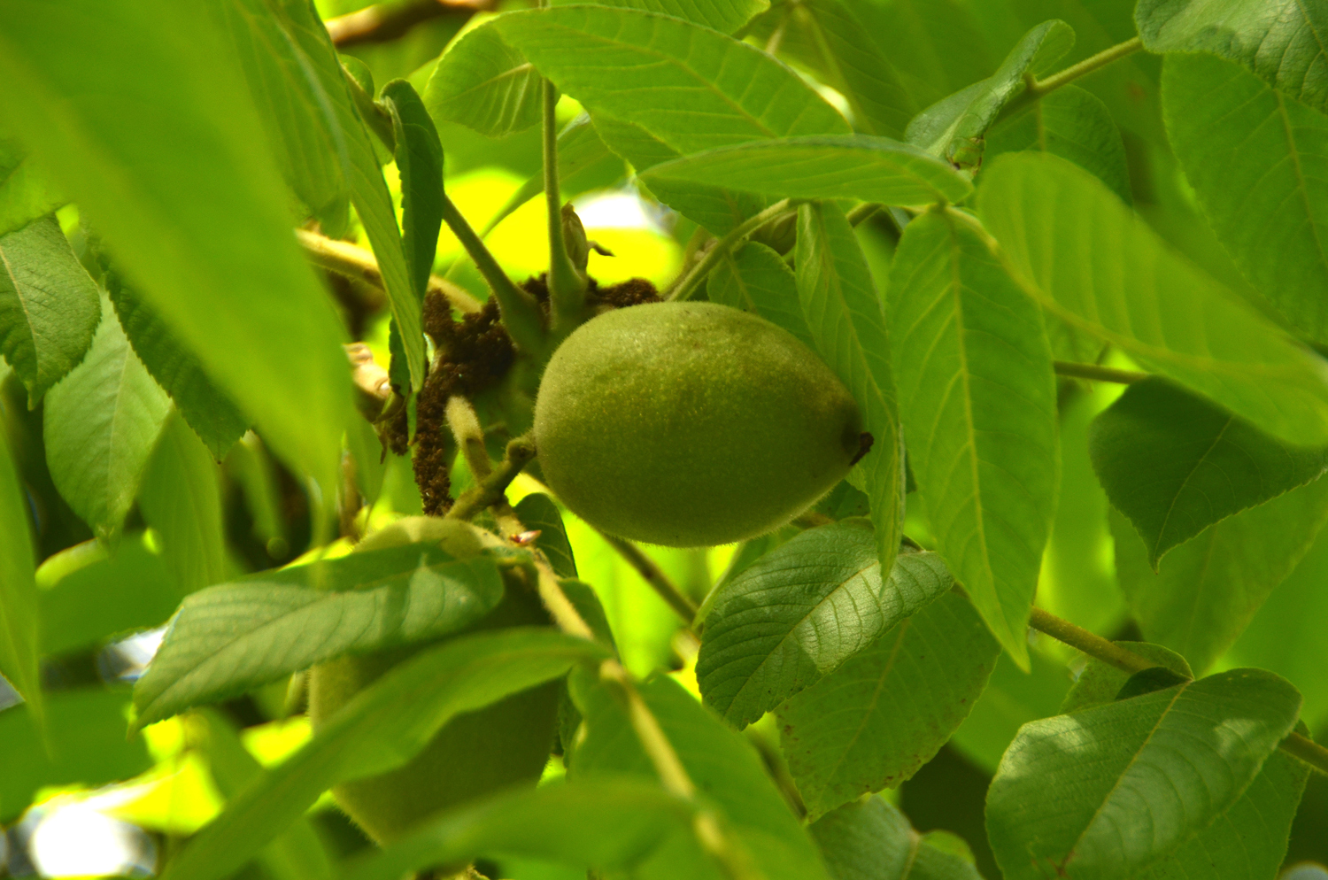 Juglans cinerea - Stuttgart-Hohenheim - Juli 2023