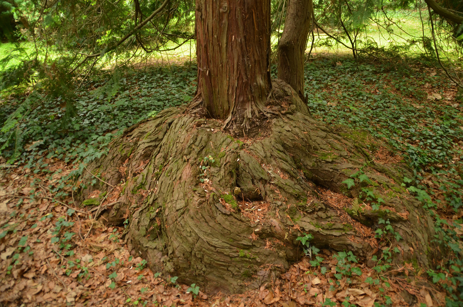 Chamaecyparis obtusa 'Aurea' - Stuttgart-Hohenheim - Juli 2023
