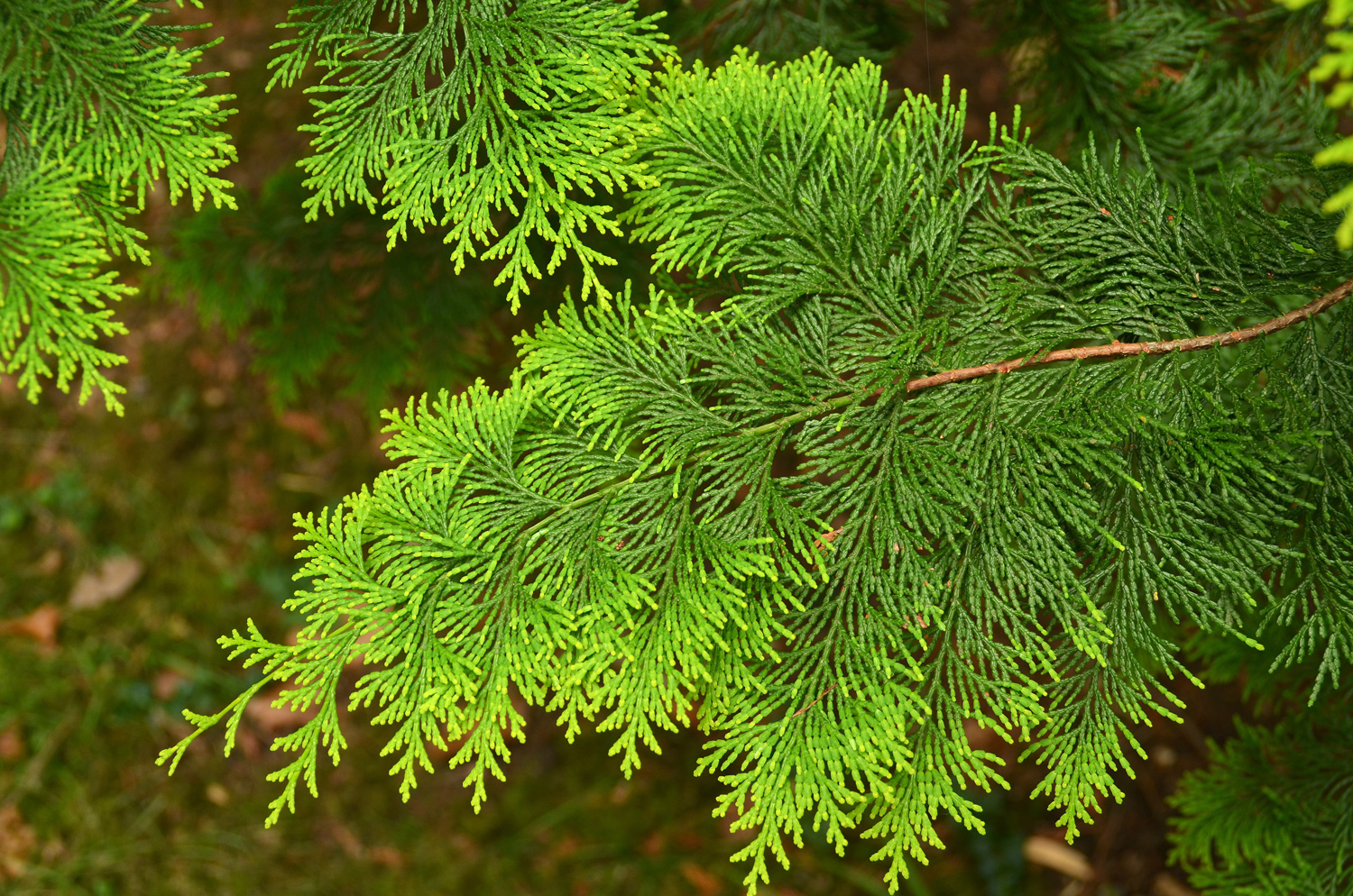 Chamaecyparis obtusa 'Aurea' - Stuttgart-Hohenheim - Juli 2023