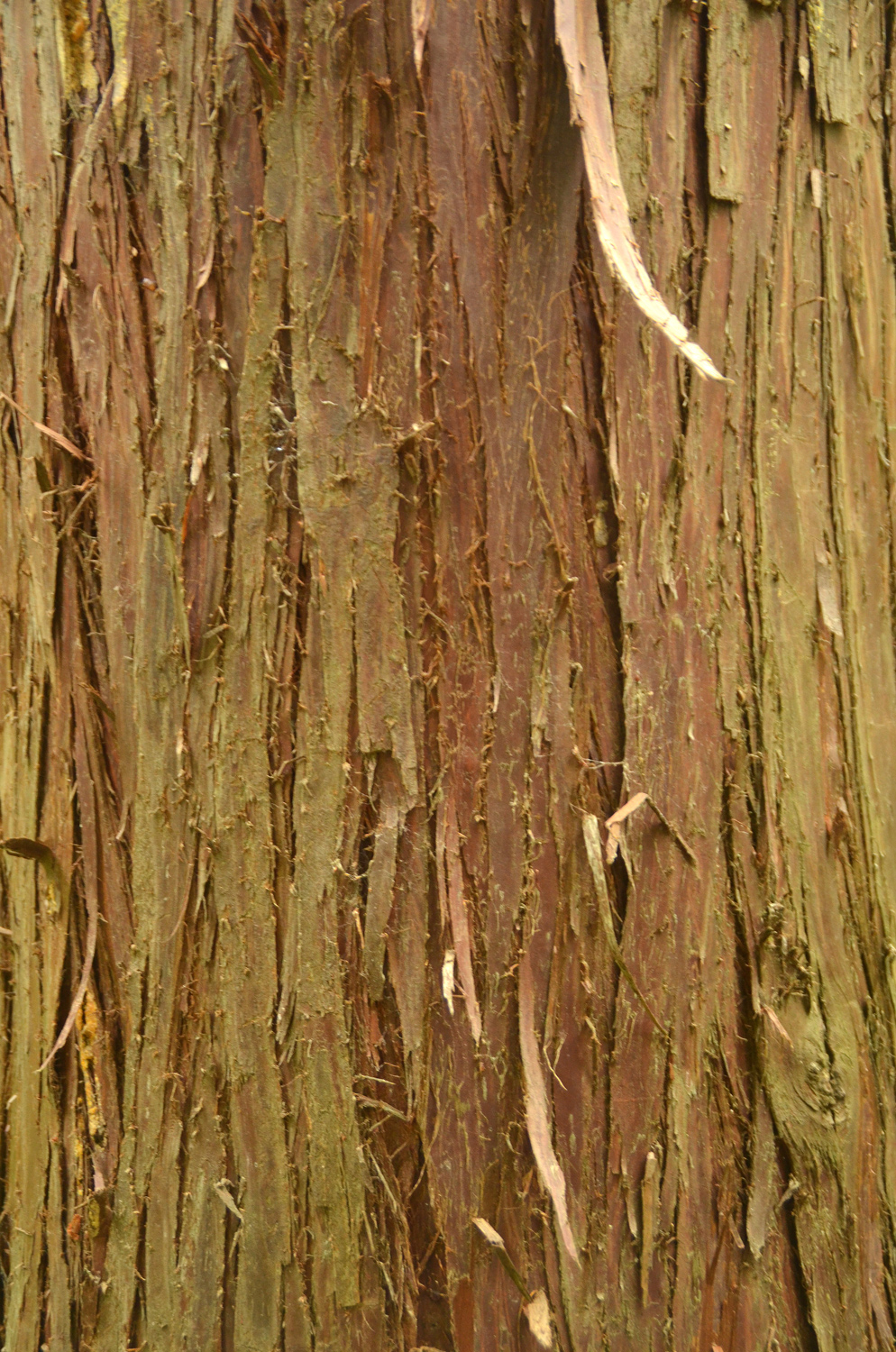 Chamaecyparis obtusa 'Lutea Nova' - Stuttgart-Hohenheim - Juli 2023