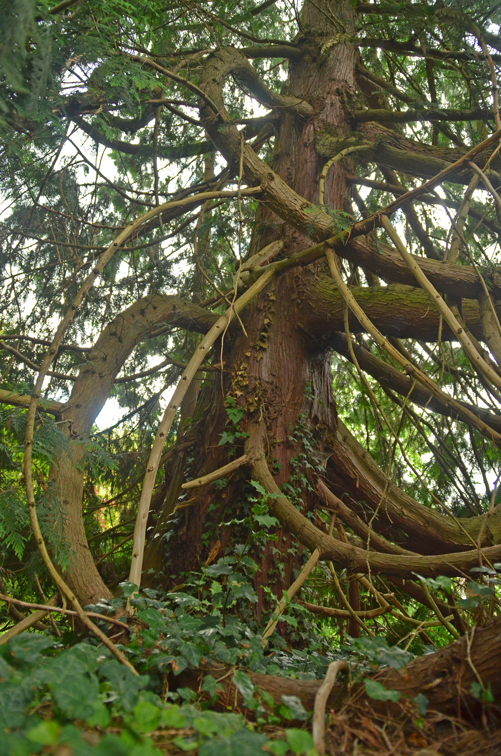 Thuja standishii - Stuttgart-Hohenheim - Juli 2023