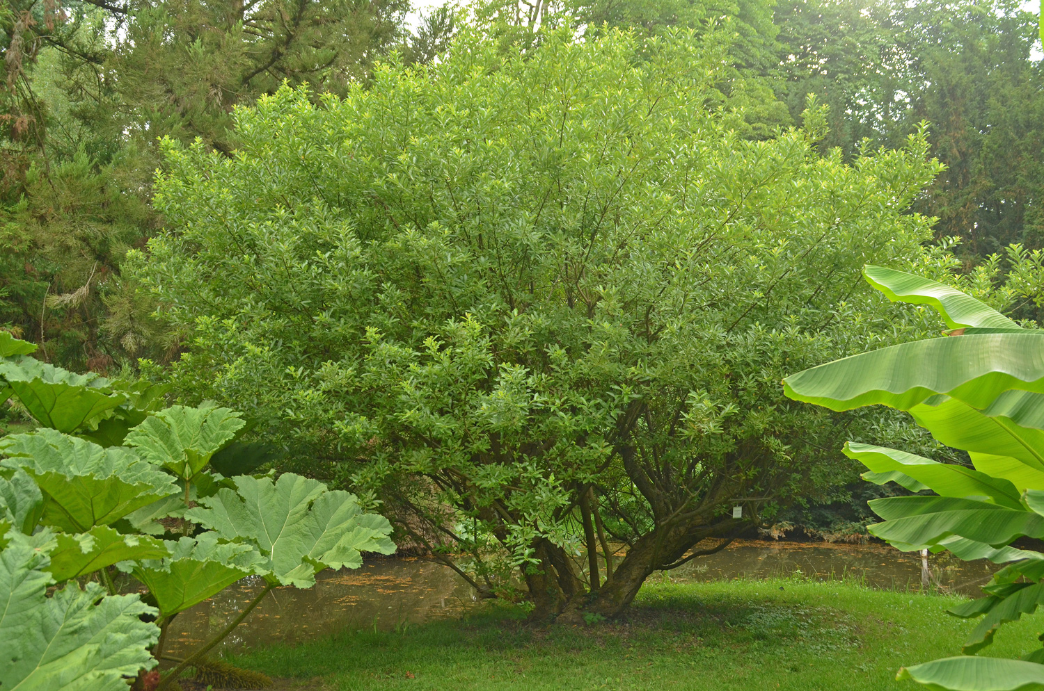 gracilistyla Salix var. melanostachys