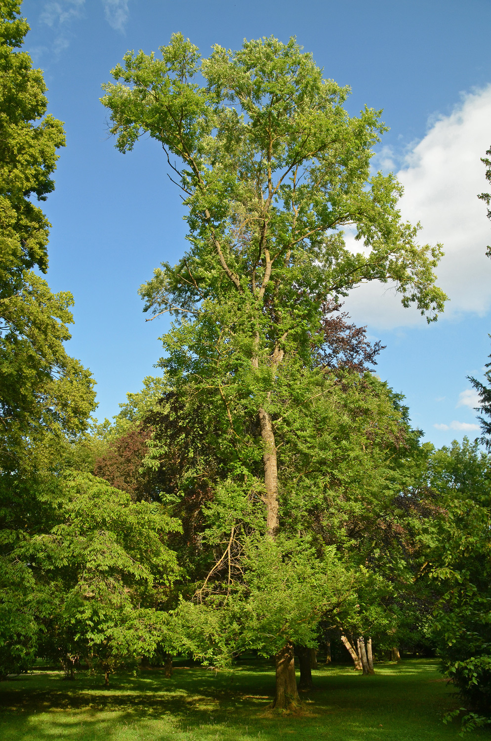 'Sapporo Autumn Gold' keine Artzuordnung Ulmus