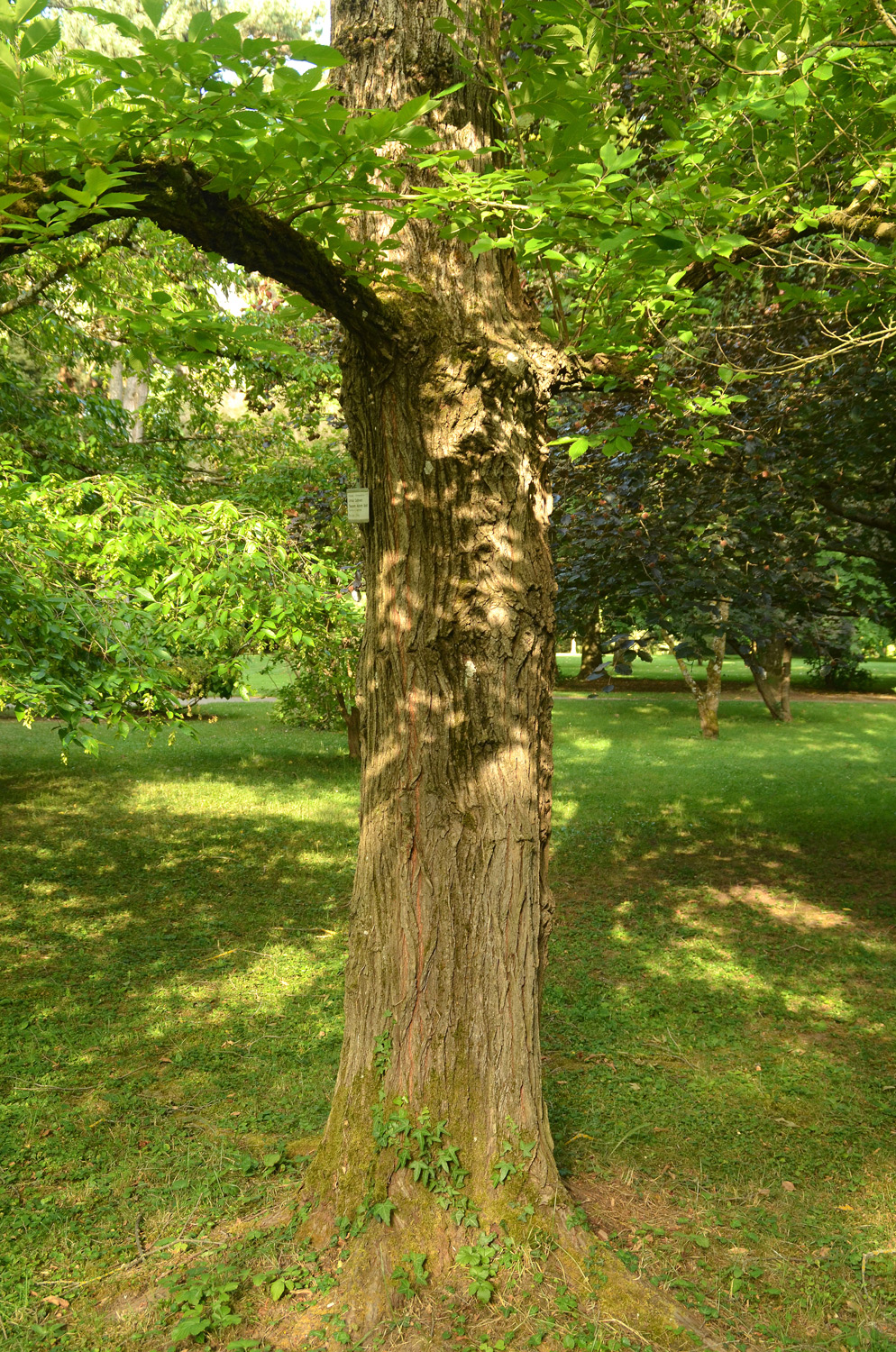 Ulmus 'Sapporo Autumn Gold' - Stuttgart-Hohenheim - Juli 2023