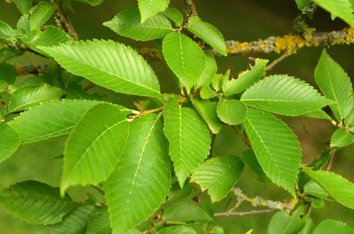 Ulmus 'Sapporo Autumn Gold' - Stuttgart-Hohenheim - Juli 2023