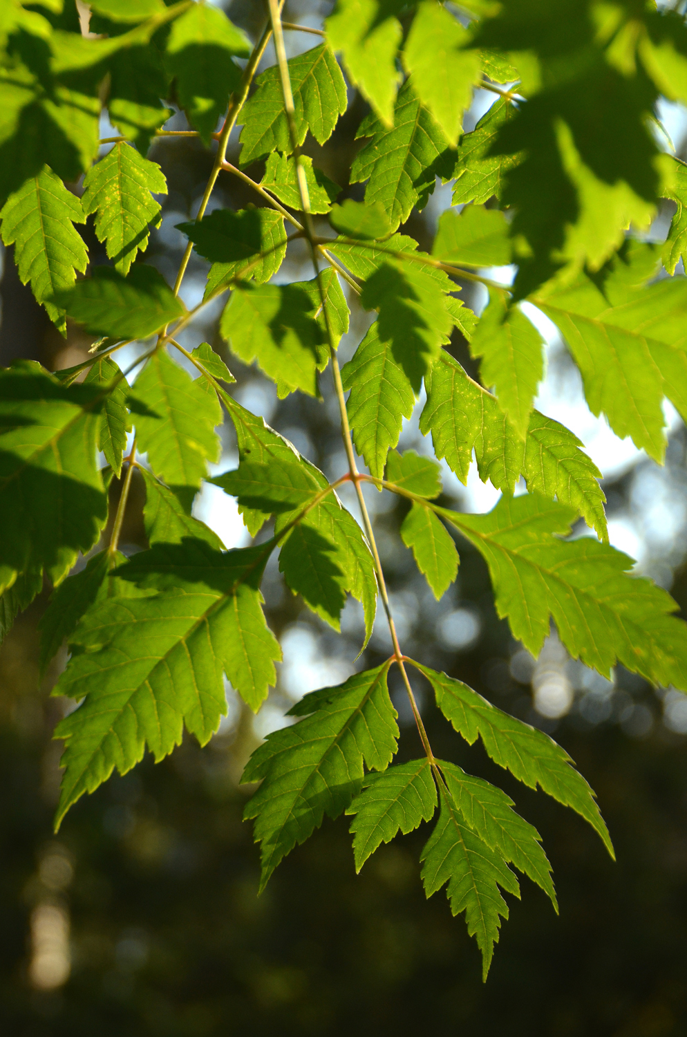 Koelreuteria paniculata var. apiculata - Stuttgart-Hohenheim - Juli 2023