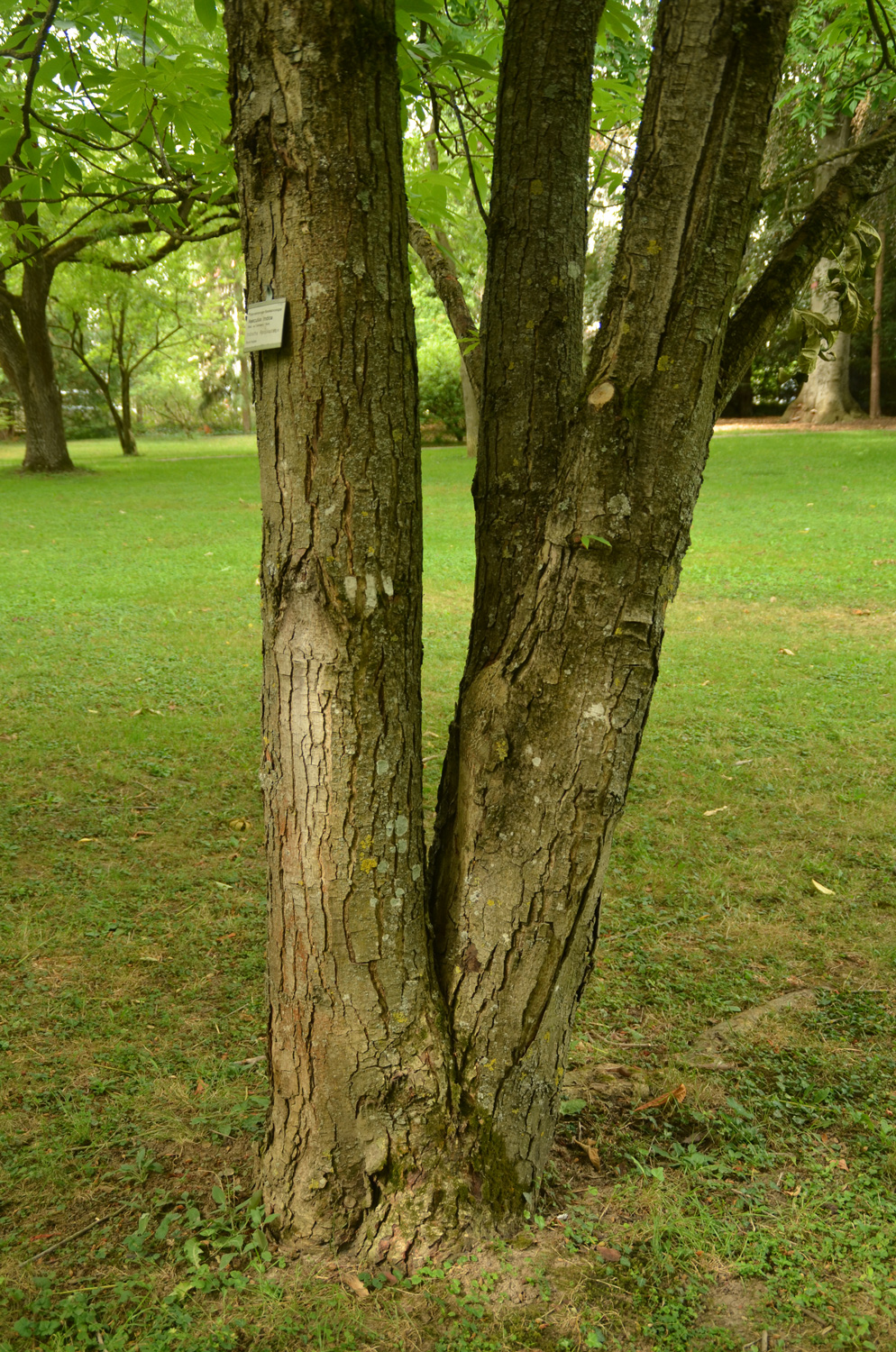 Aesculus indica - Stuttgart-Hohenheim - Juli 2023