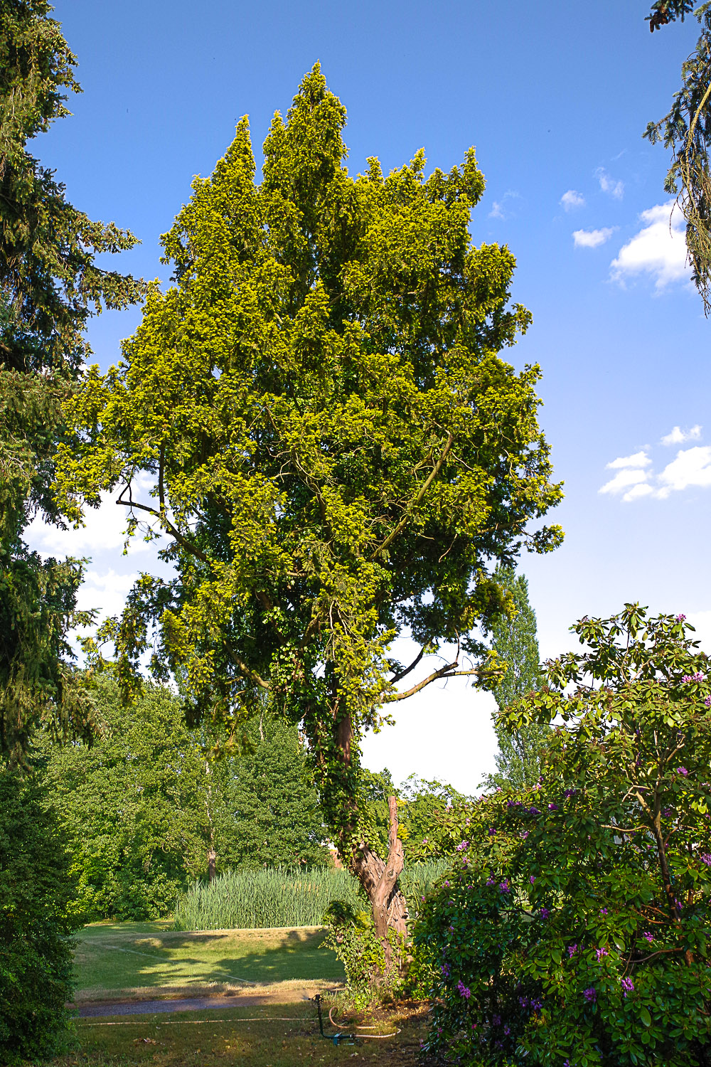 Juniperus chinensis 'Aurea' - Potsdam Park Charlottenhof - Juni 2023