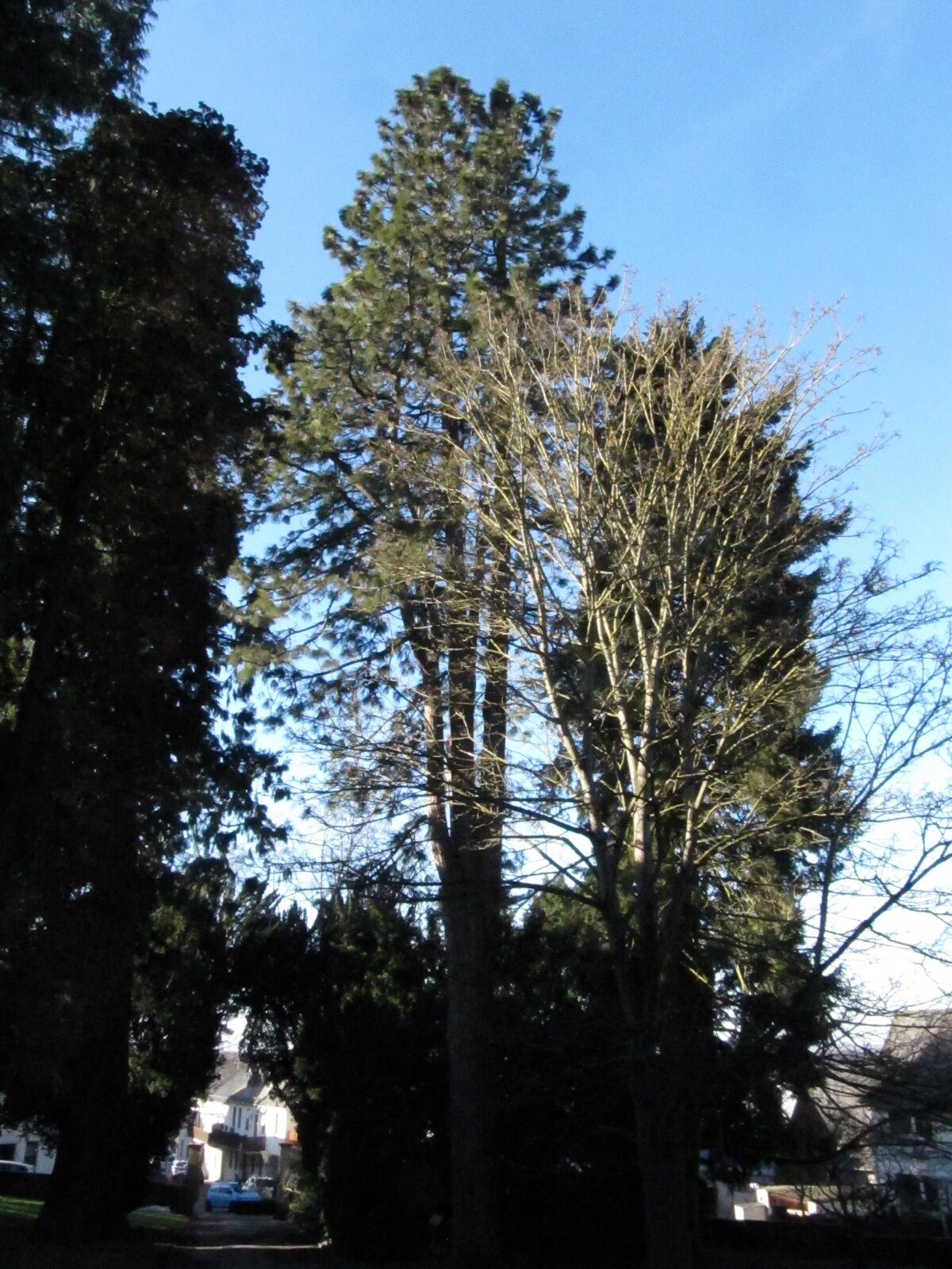 Pinus ponderosa
