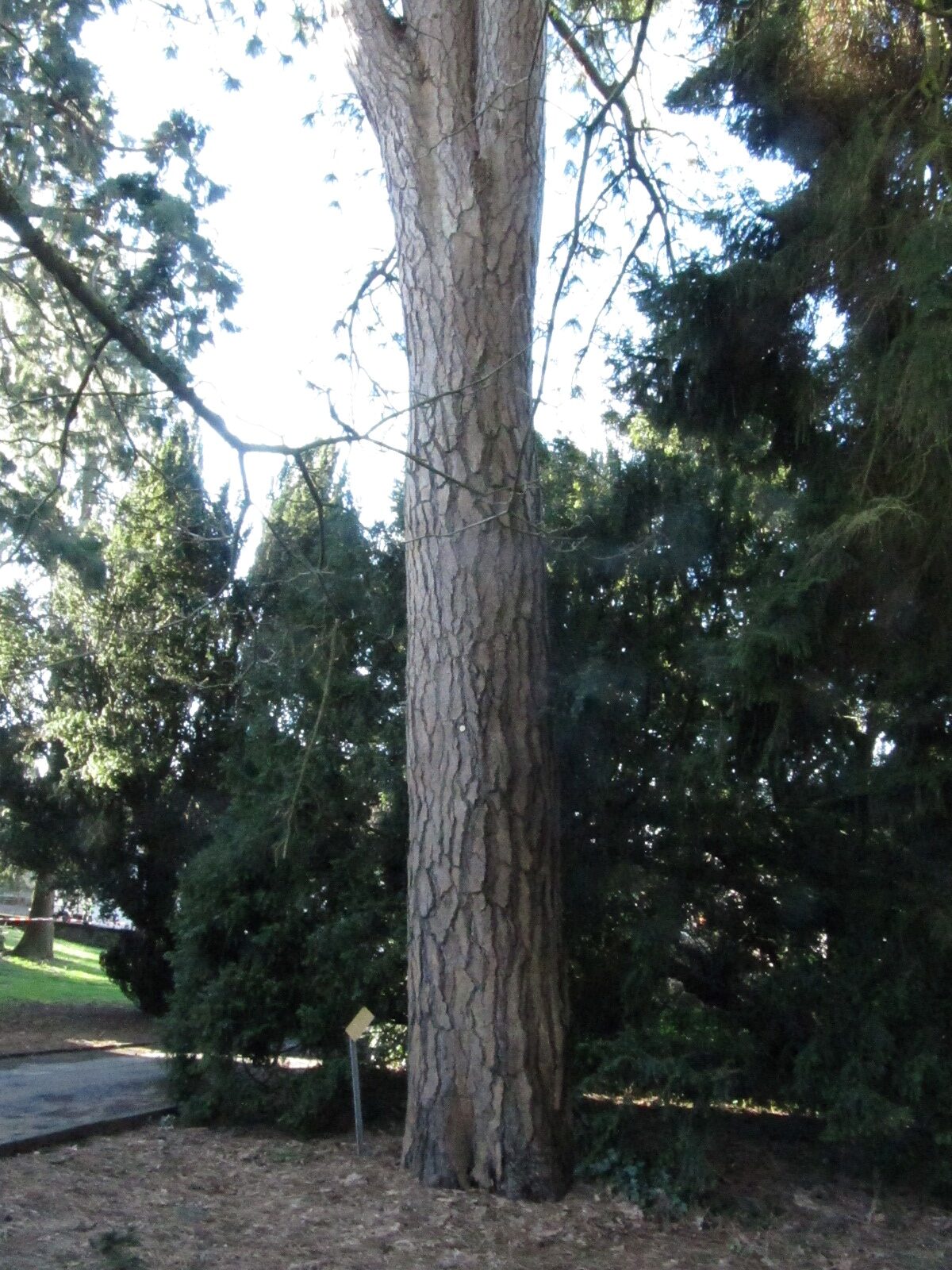 Pinus ponderosa - Schlosspark Molsberg - Jan. 2024