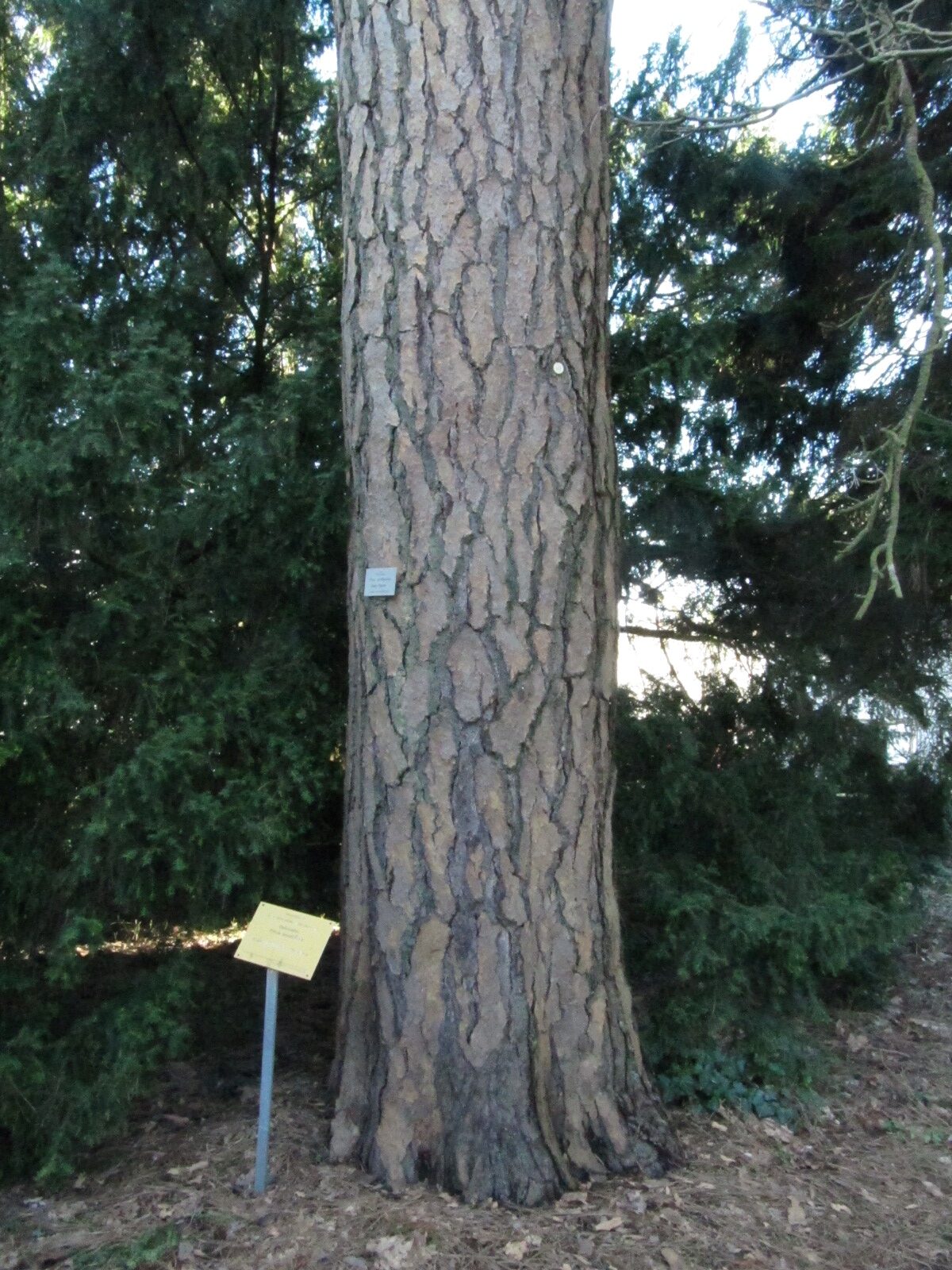 Pinus ponderosa - Schlosspark Molsberg - Jan. 2024