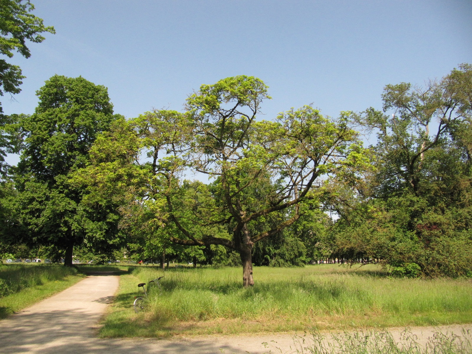 'Laciniatum' Acer platanoides
