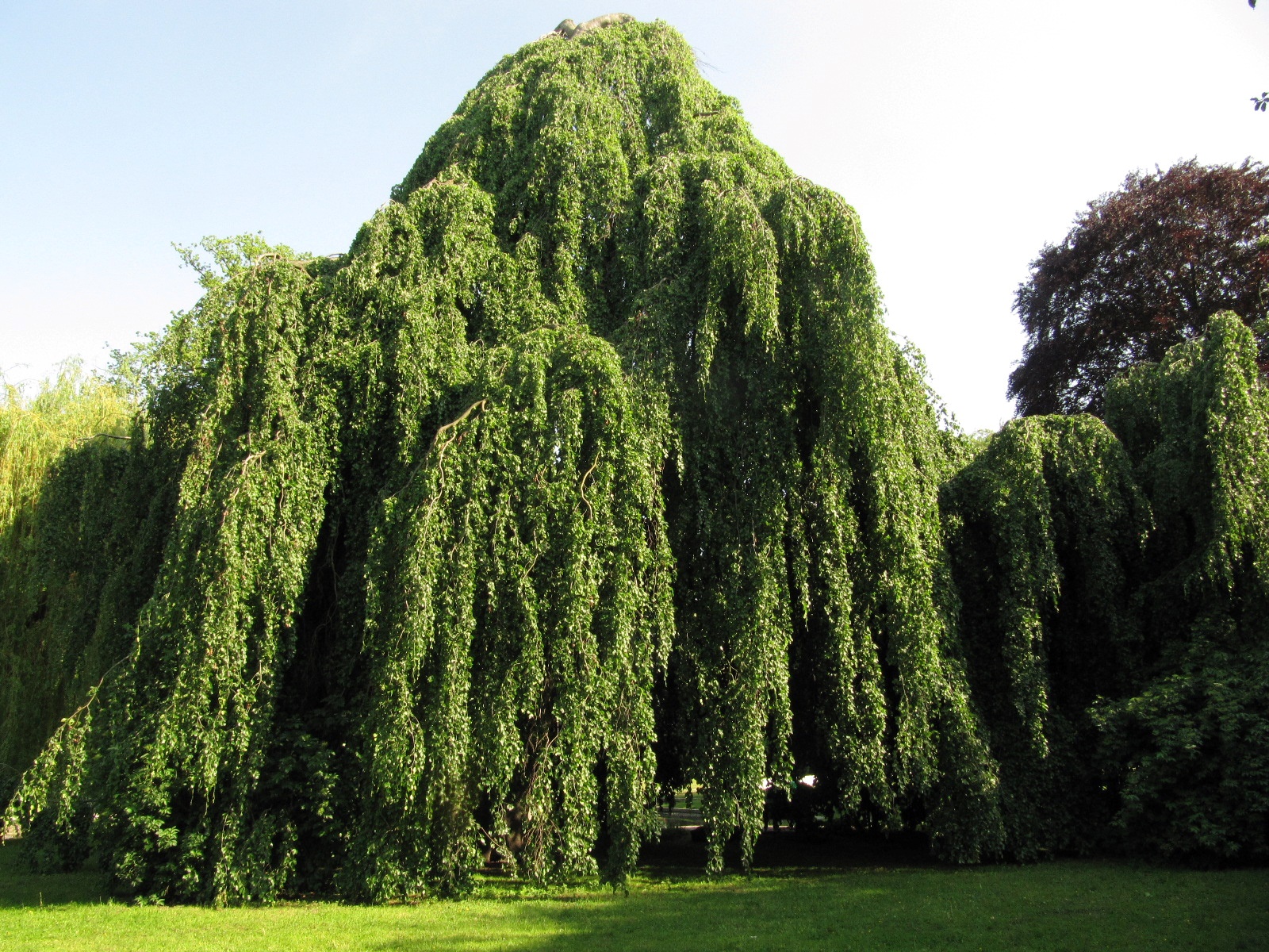 'Pendula' Fagus sylvatica