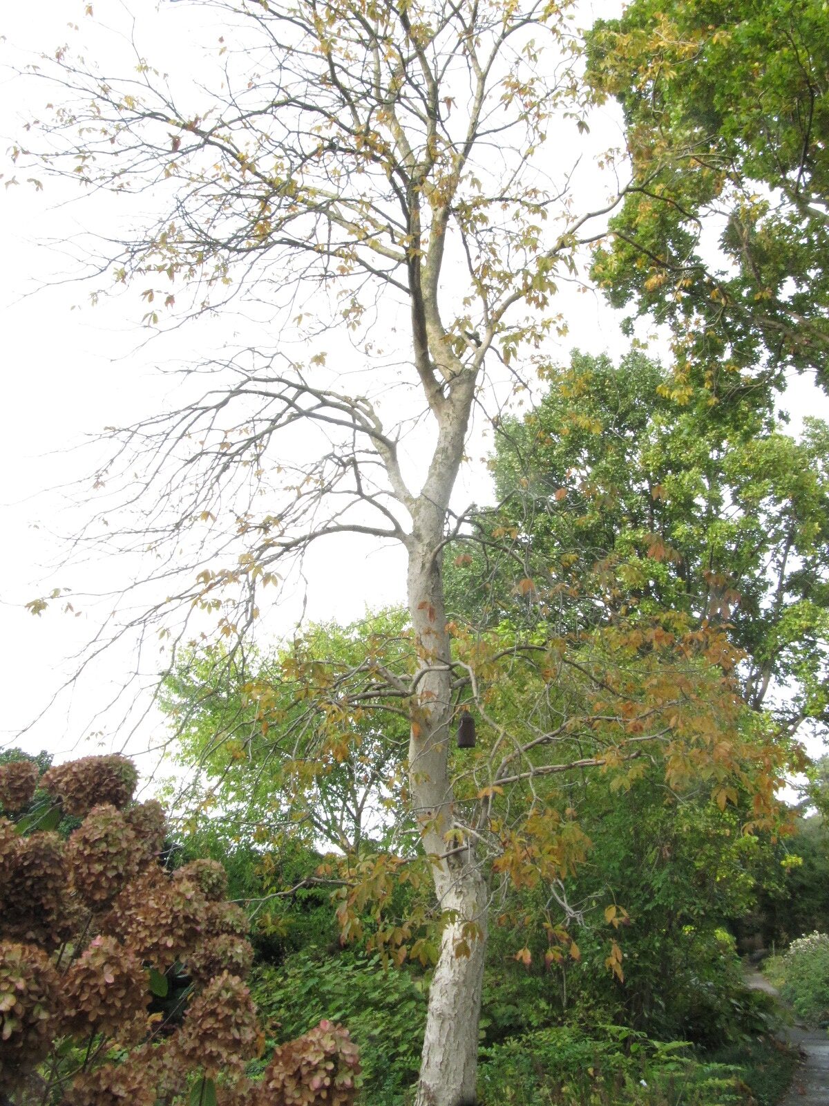 Aesculus flava - Berggarten Hann.-Herrenhausen - Okt. 2023