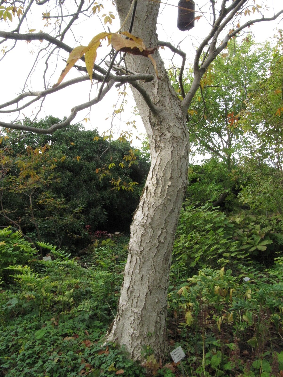 Aesculus flava - Berggarten Hann.-Herrenhausen - Okt. 2023