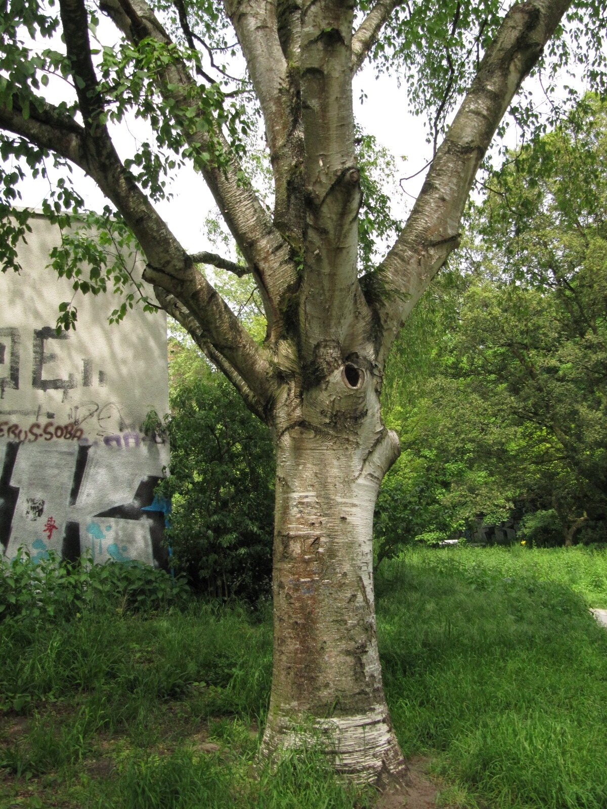 Betula ermanii - Welfengarten Hannover - Mai 2023