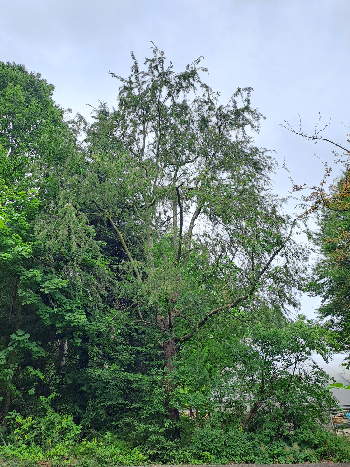 Nothofagus obliqua - Hamburg-Lohbrügge - Juni 2023