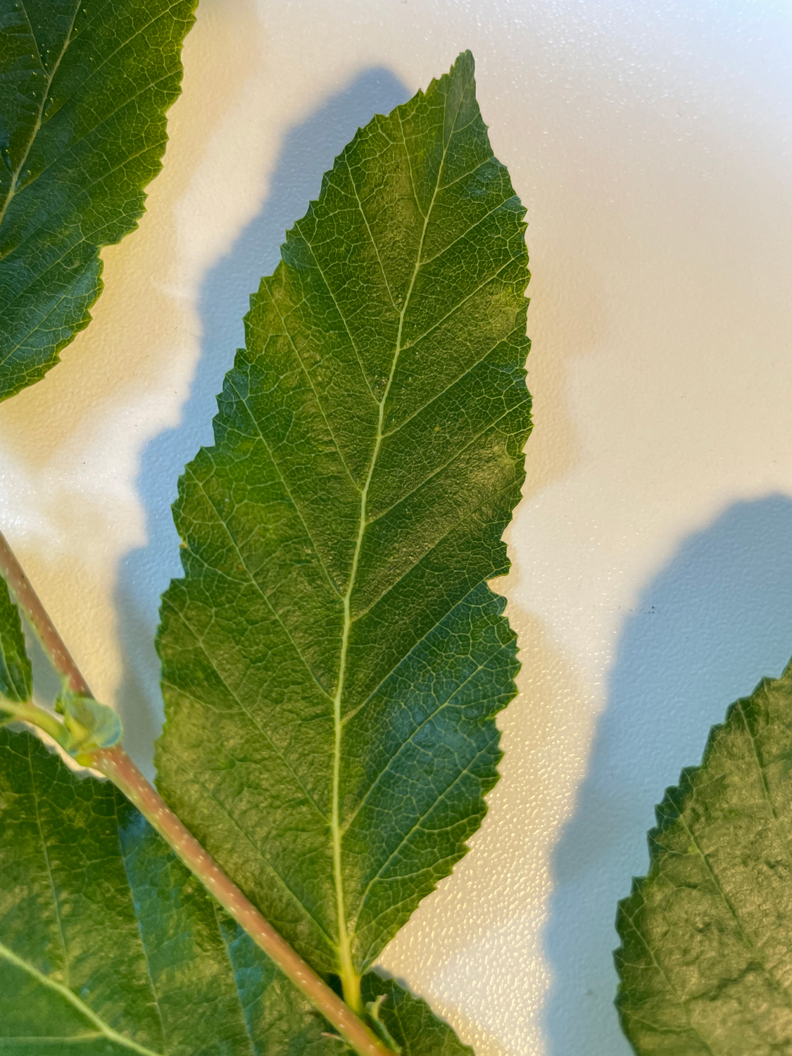Nothofagus obliqua - Hamburg-Lohbrügge - Juni 2023
