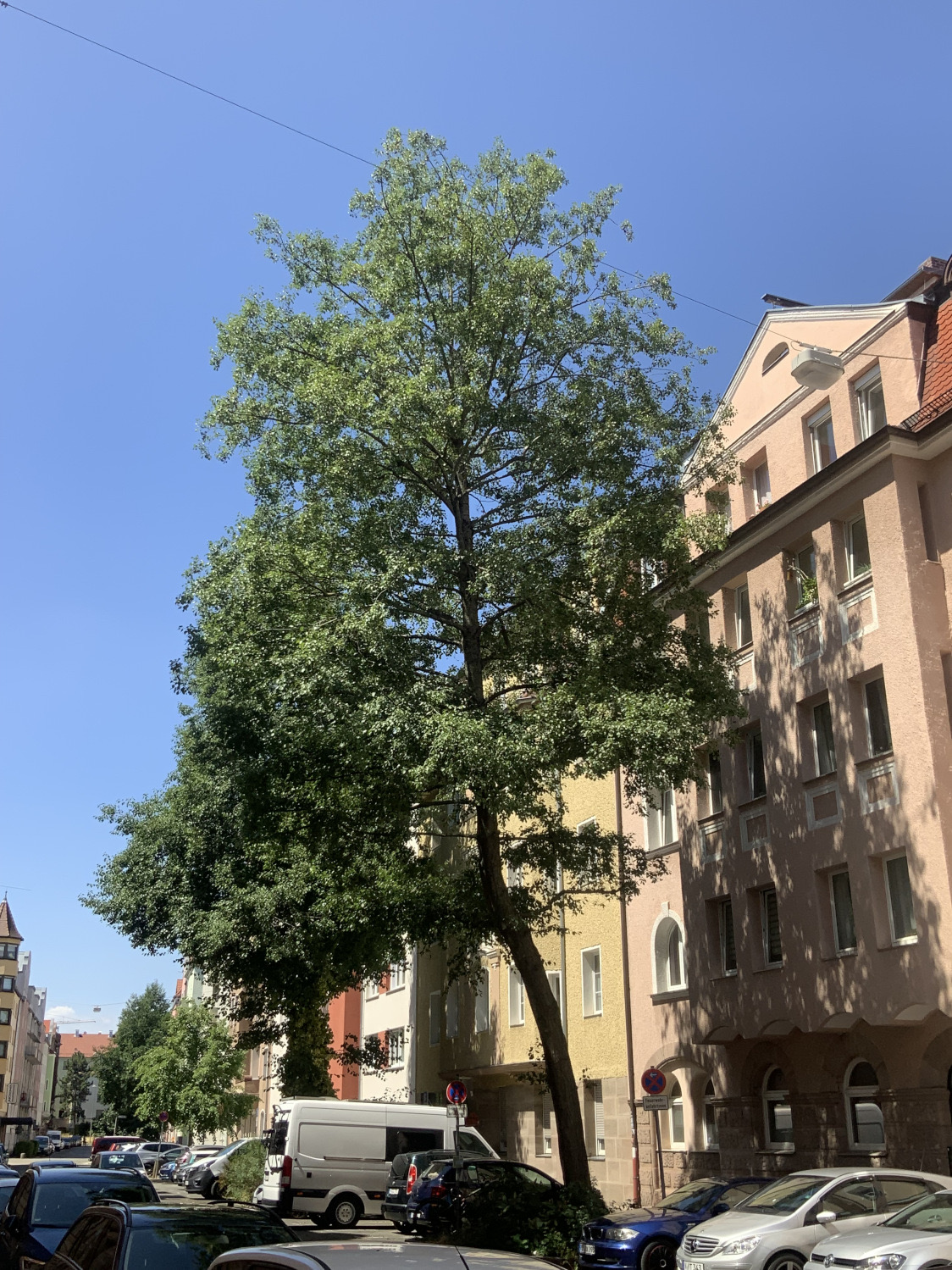 Alnus cordata - Nürnberg-Lichtenhof - Juli 2023