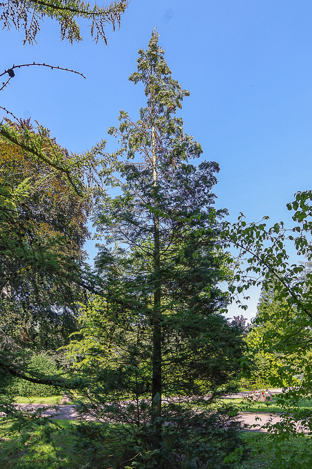 Chamaecyparis lawsoniana 'Alumii' - Potsdam - August 2023